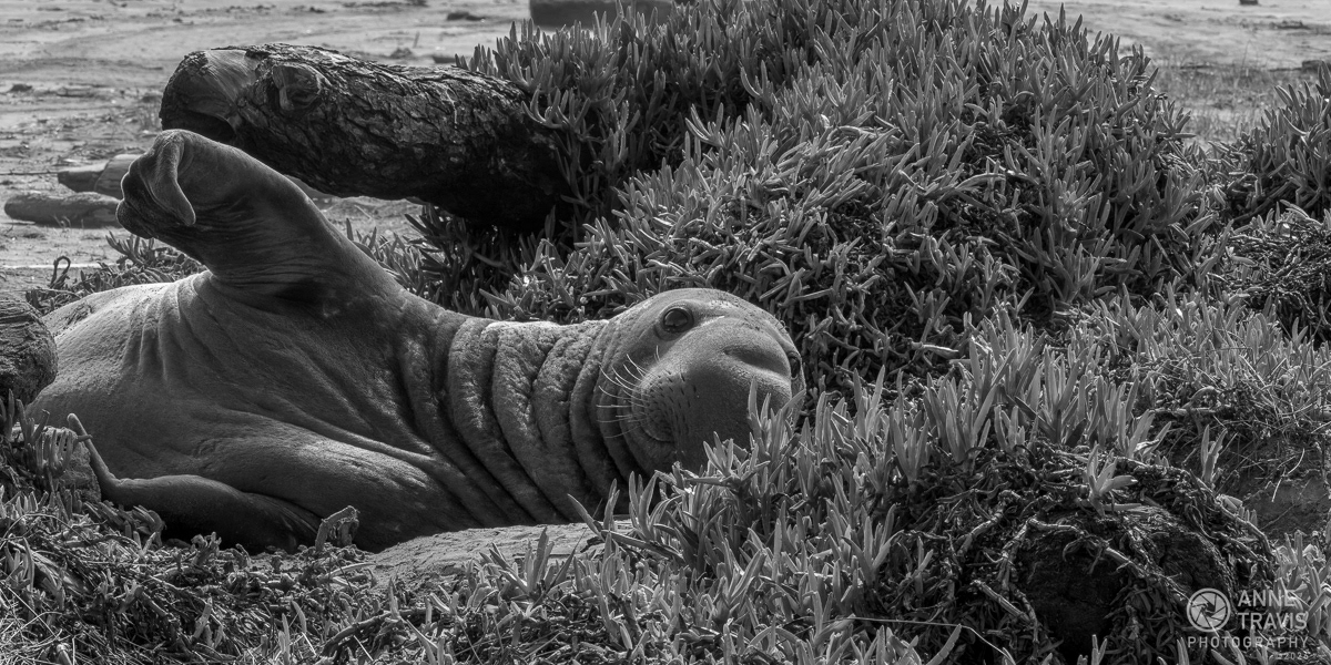 Elephant seal bull