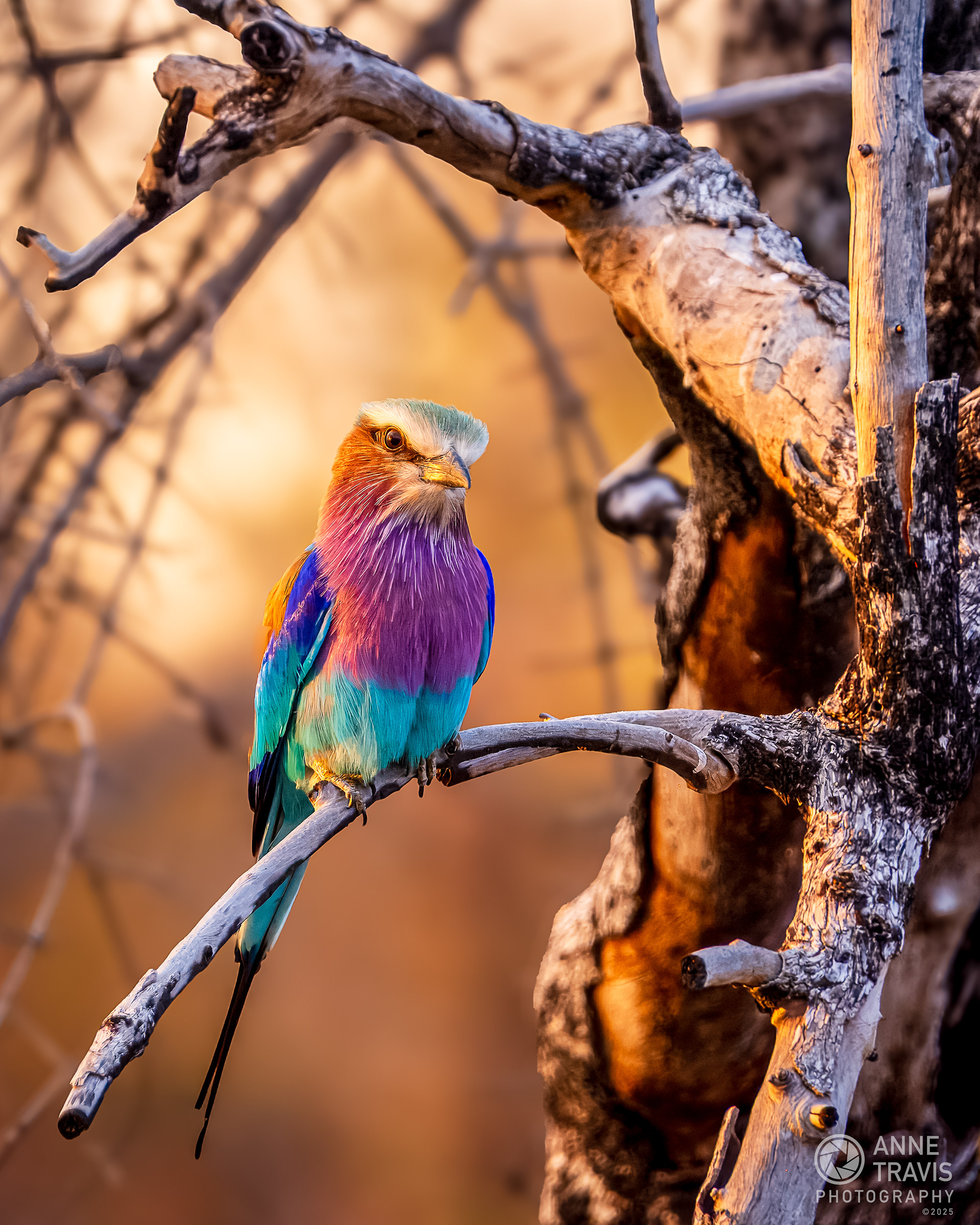 Lilac-breasted roller (MalaMala, South Africa)