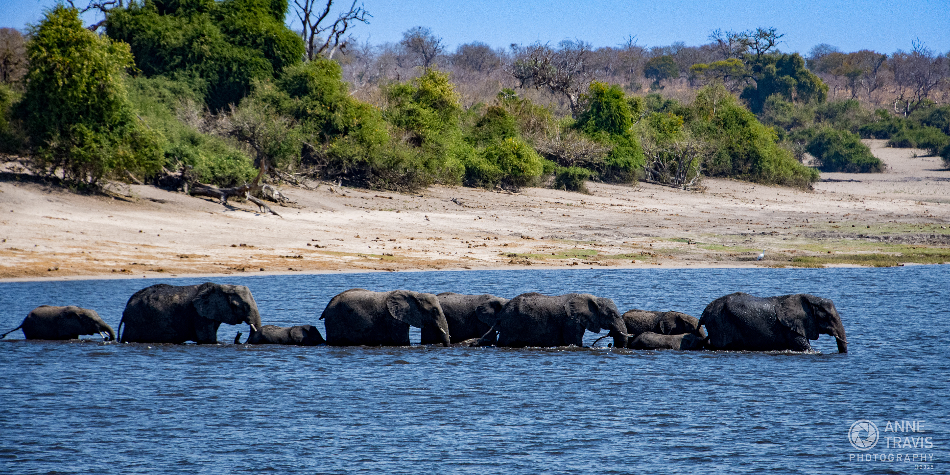 Elephants (Chobe, Botswana)