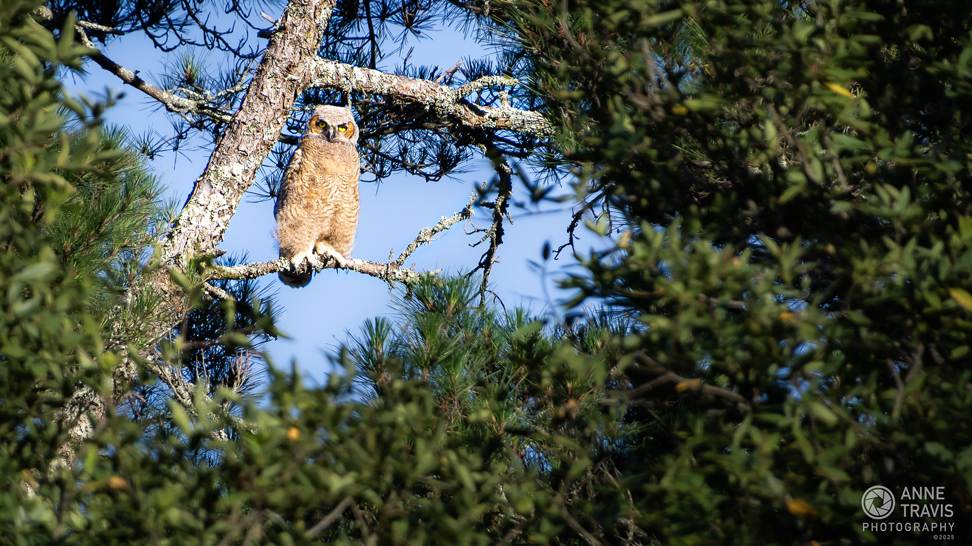 Great horned owl (juvenile)