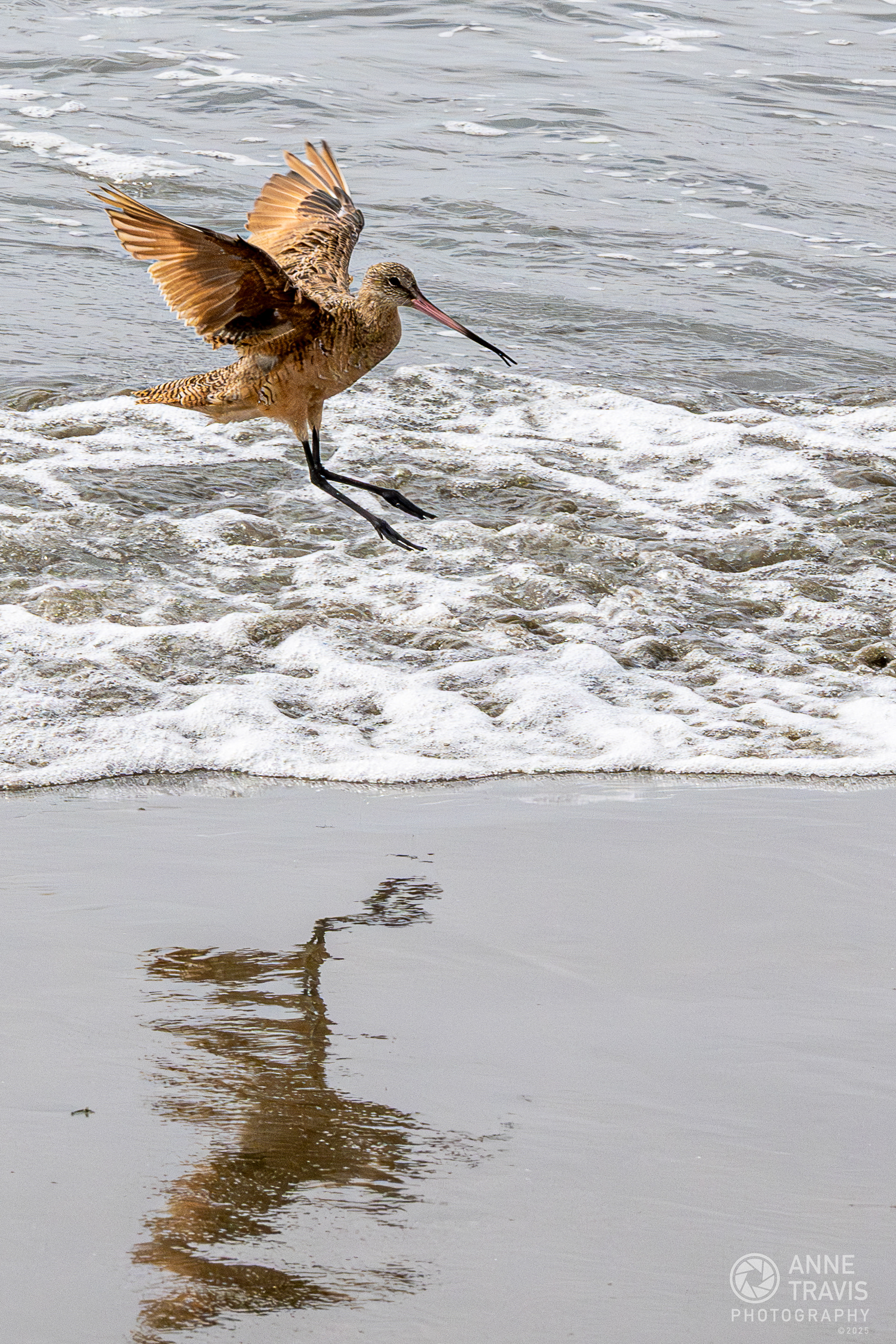 Marbled Godwit at Bodega Bay (Doran Beach)