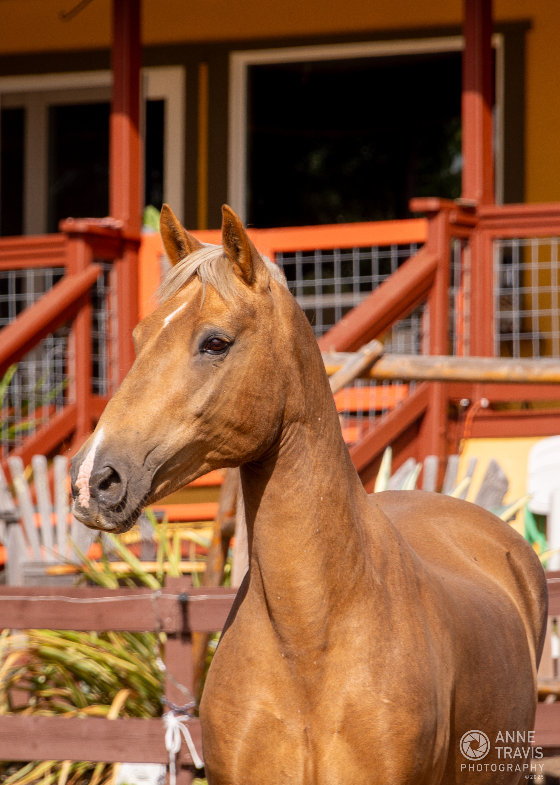 Mustang ("Sonny")