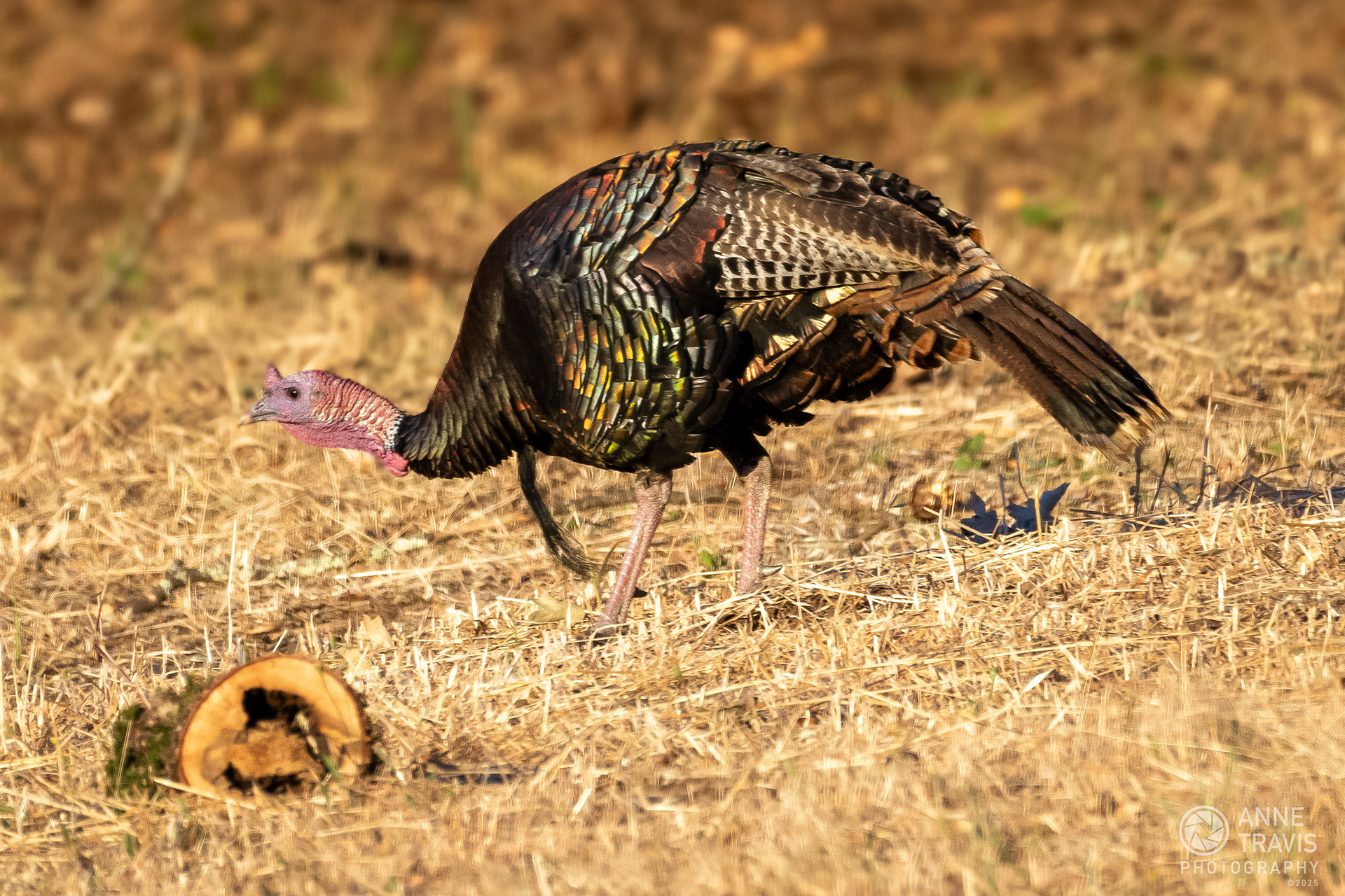 Californian turkey