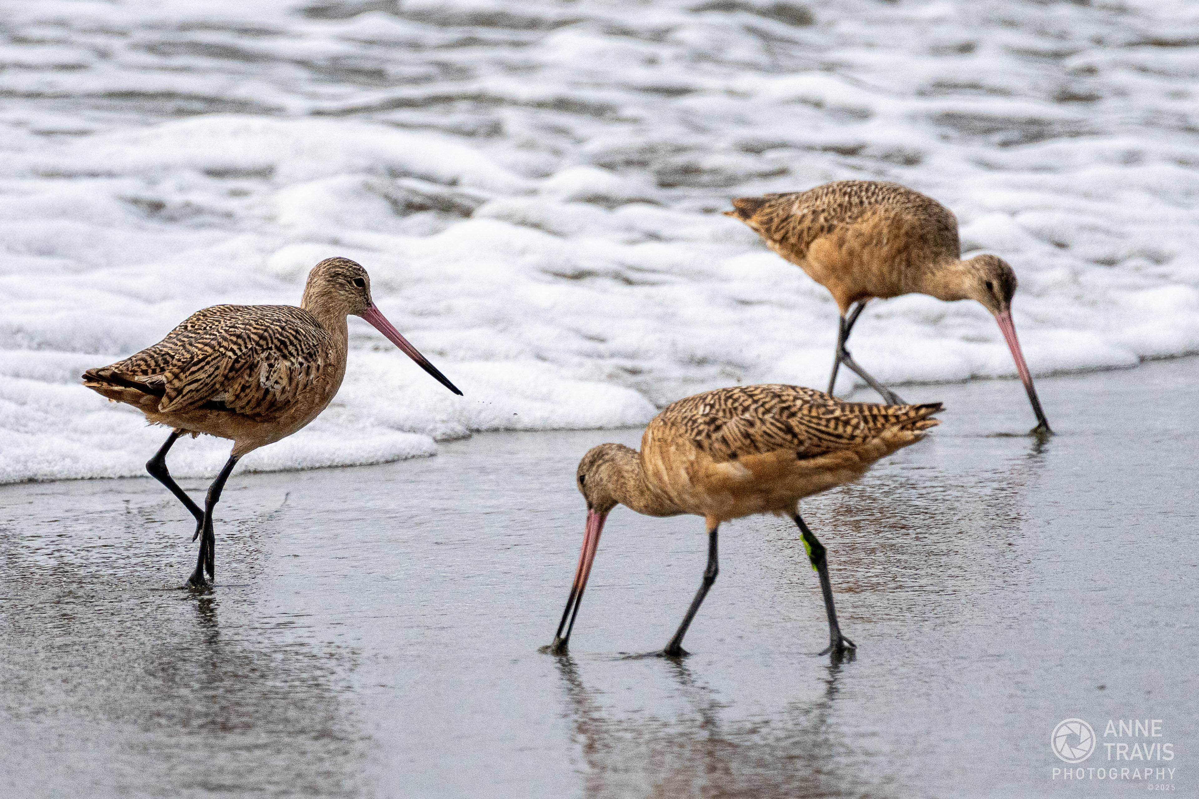 Marbled Godwits at Bodega Bay (Doran Beach)