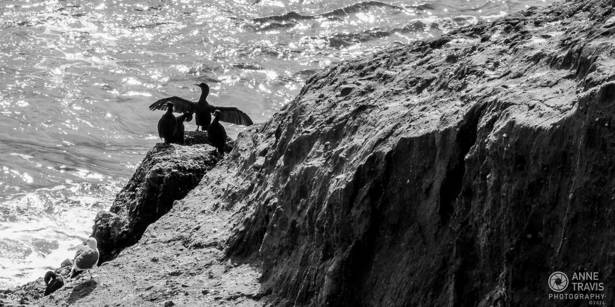 Cormorants