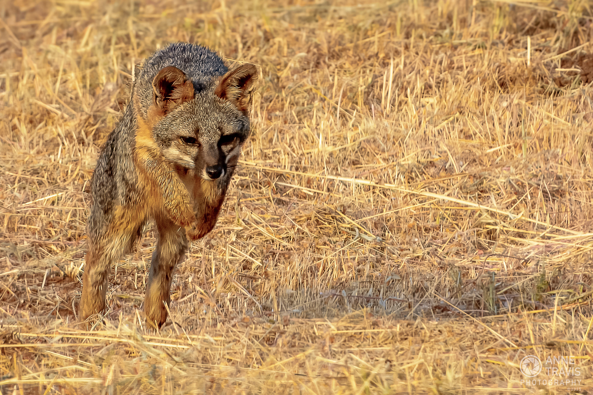 California grey fox