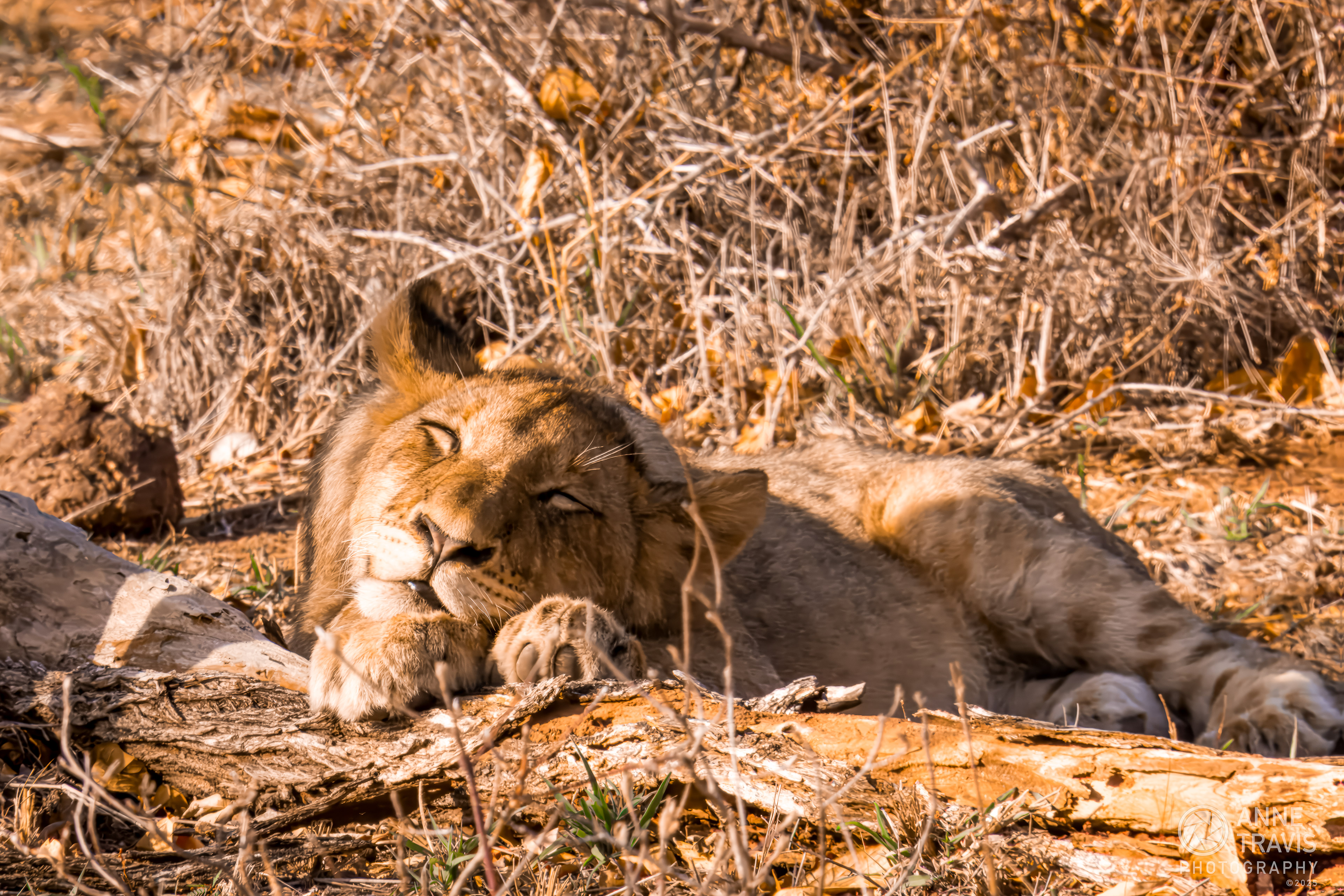 Lion (MalaMala, South Africa)