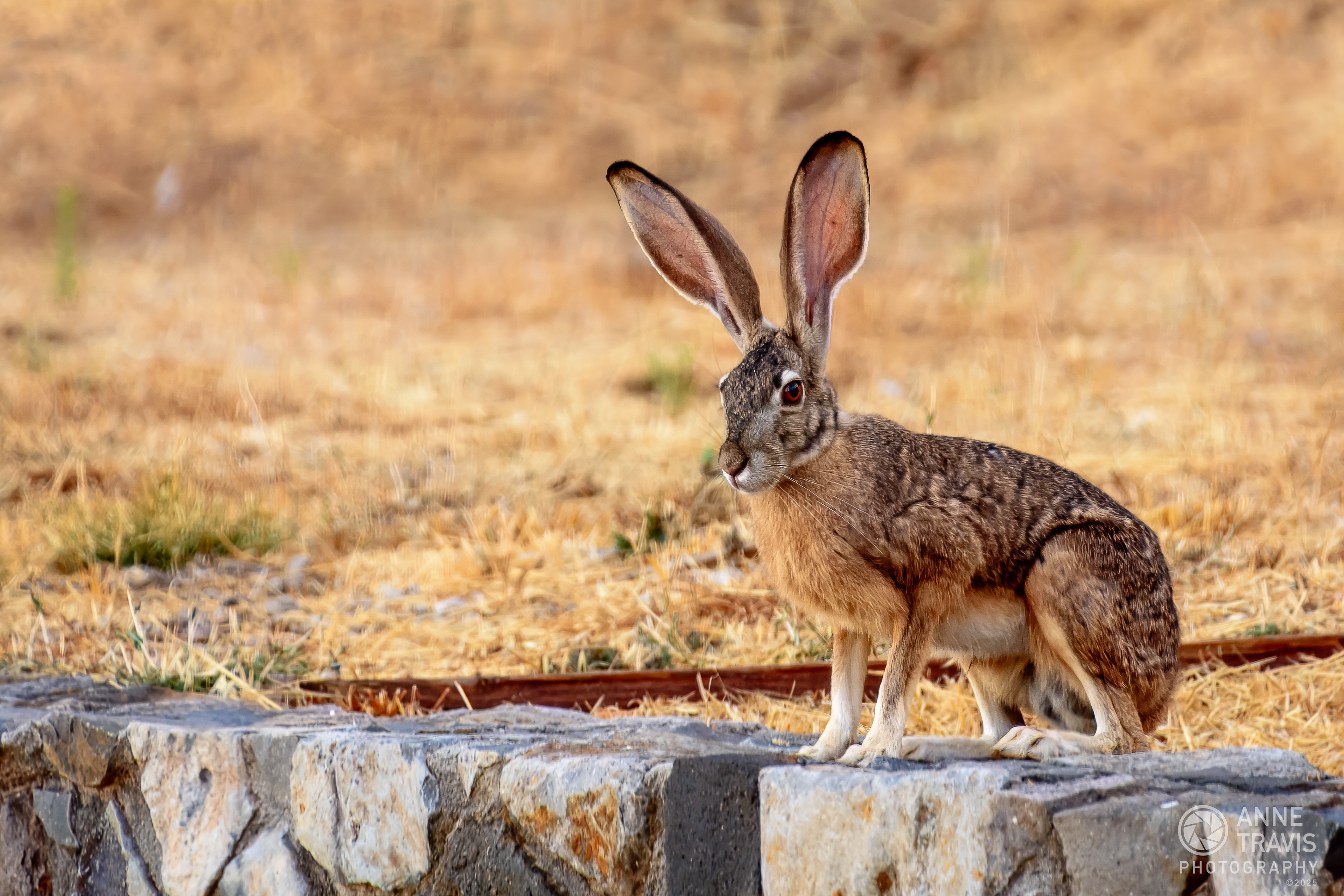 Black-tailed jackrabbit