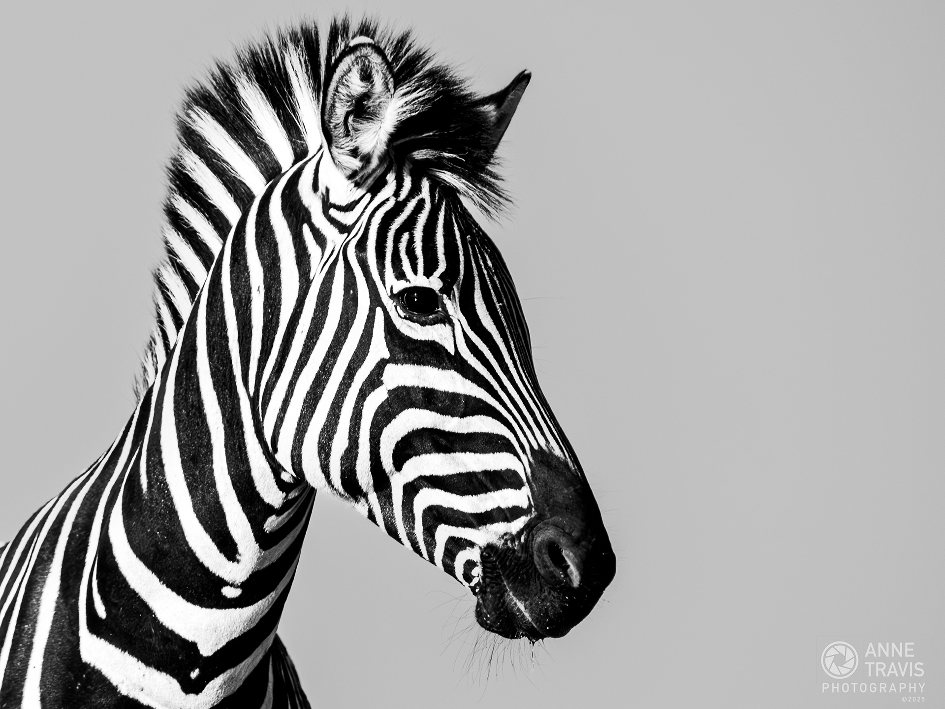 Zebra (Mashatu, Botswana)