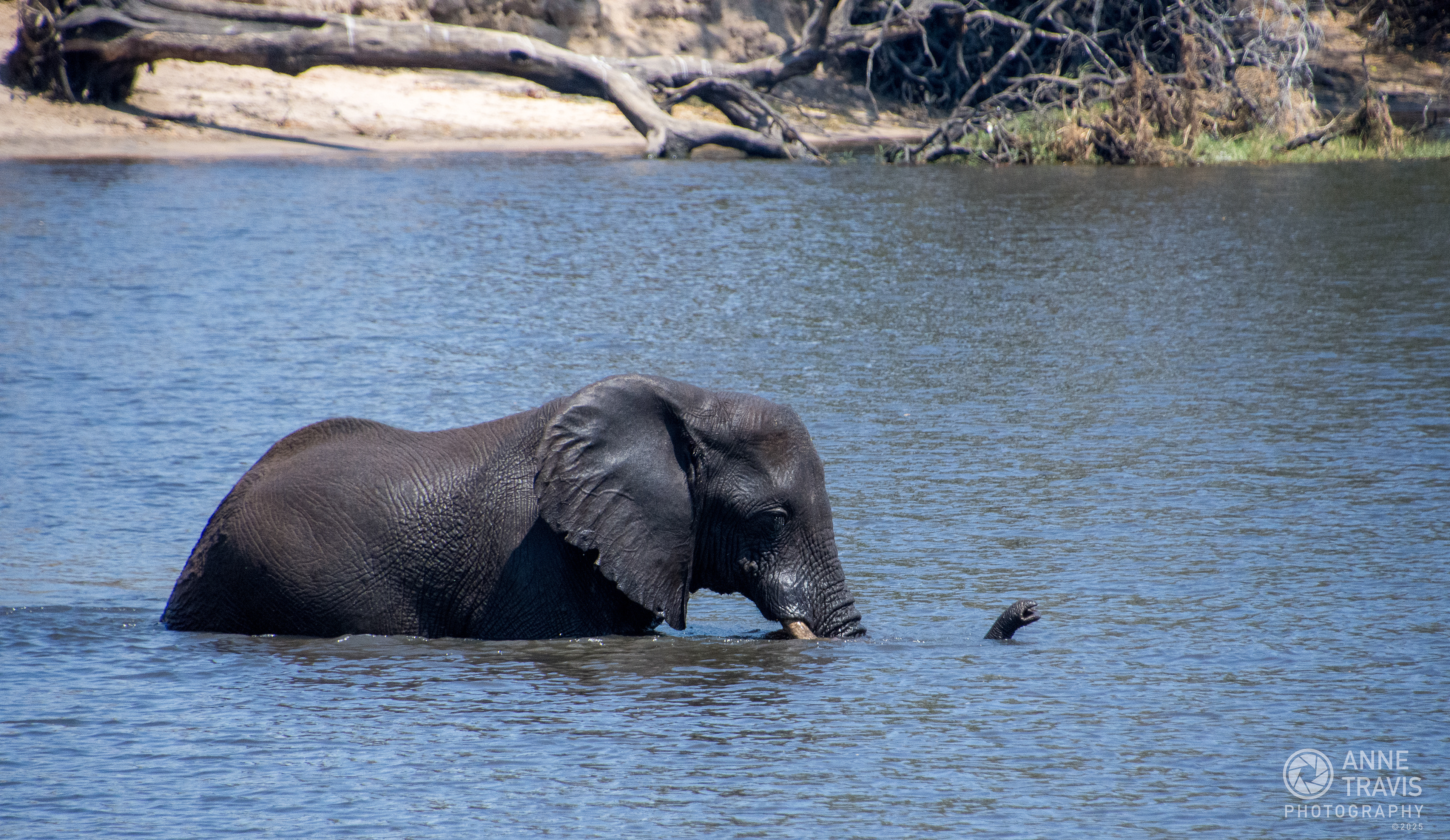 Elephant (Chobe, Botswana)