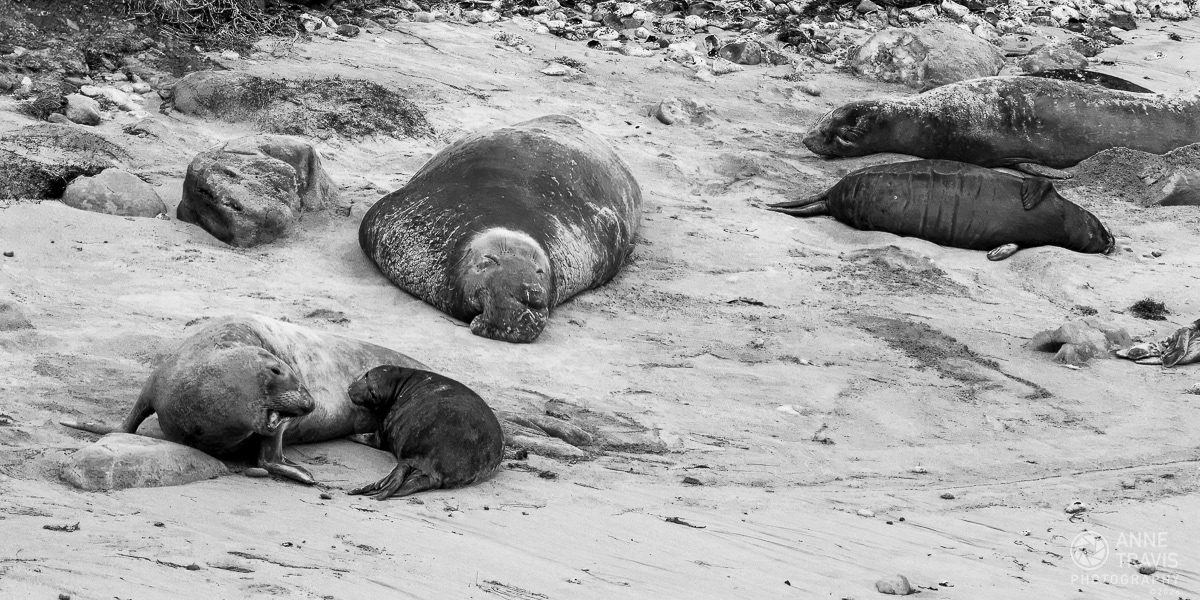 Elephant seals