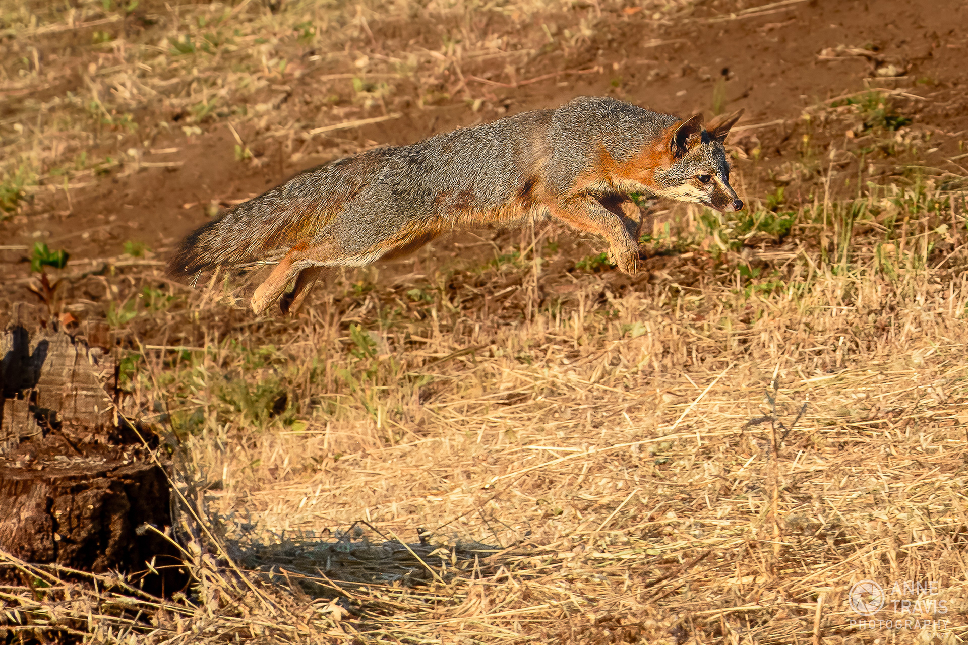 California grey fox