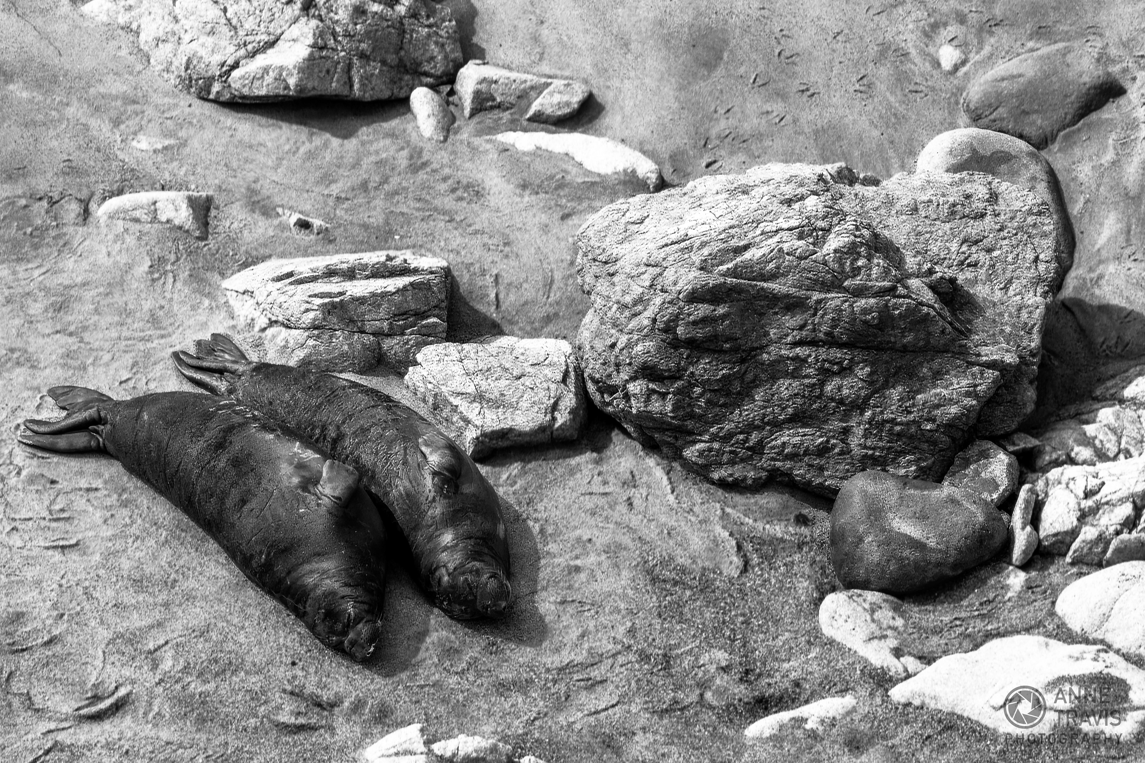 Elephant seal pups