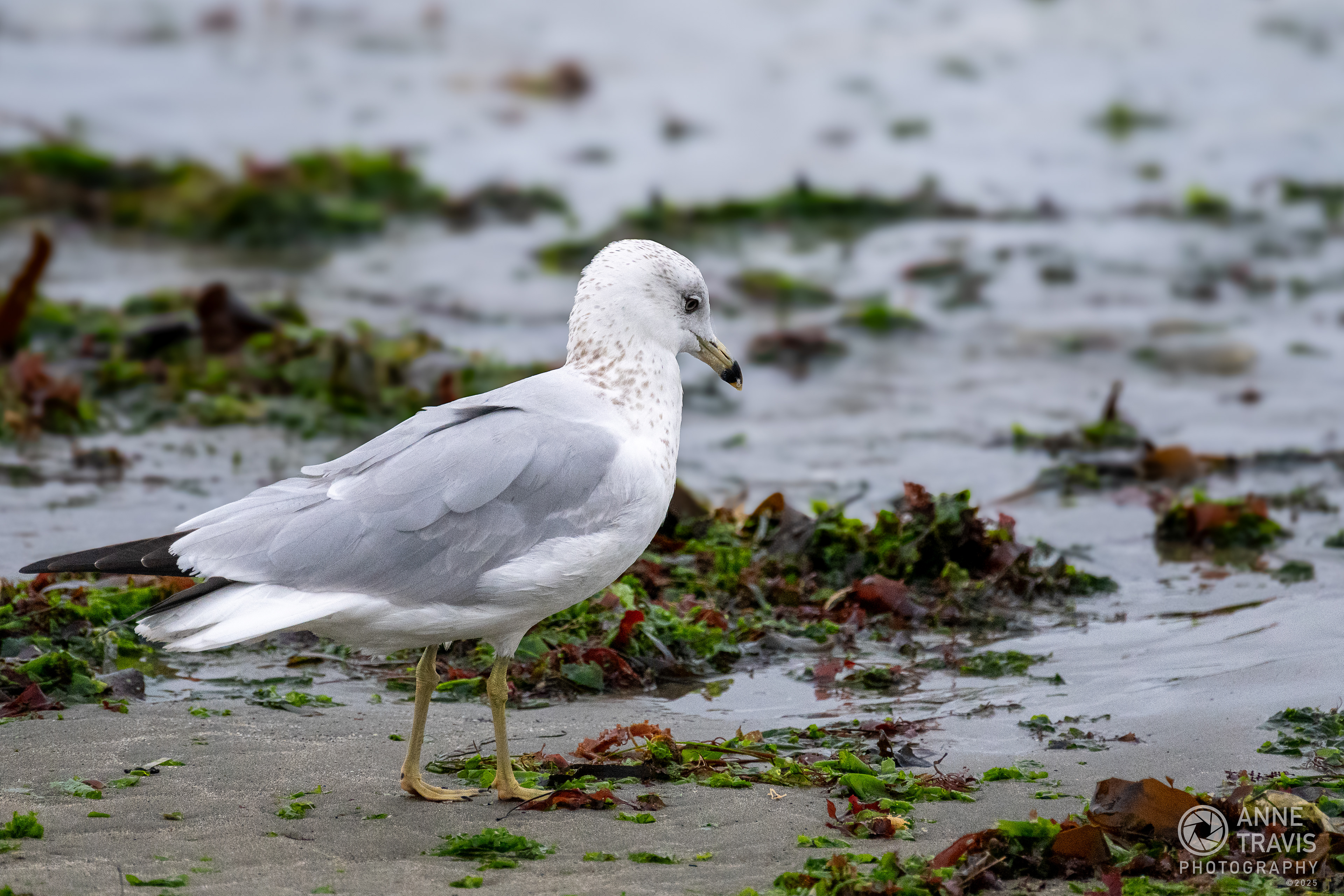 Seagull at Bodega Bay (Doran Beach)