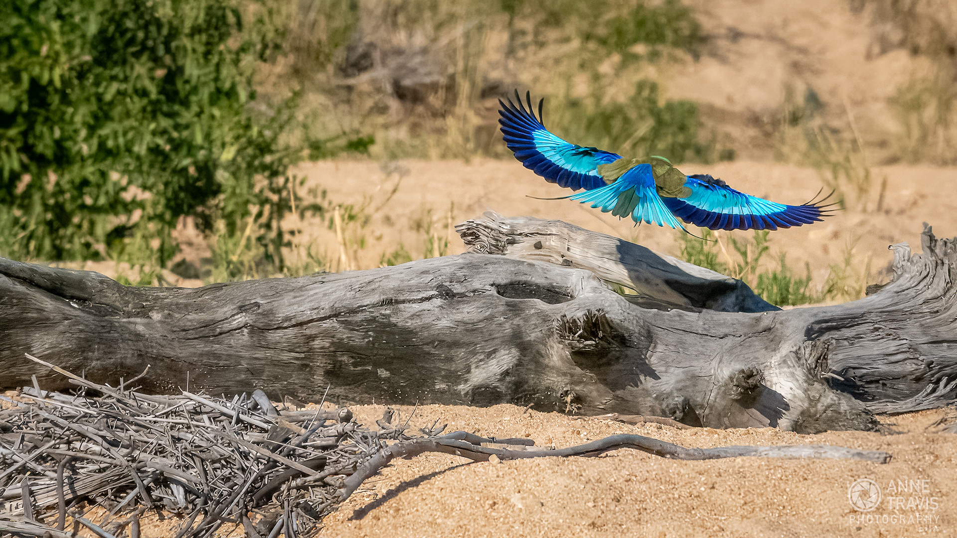 Lilac-breasted roller (MalaMala, South Africa)
