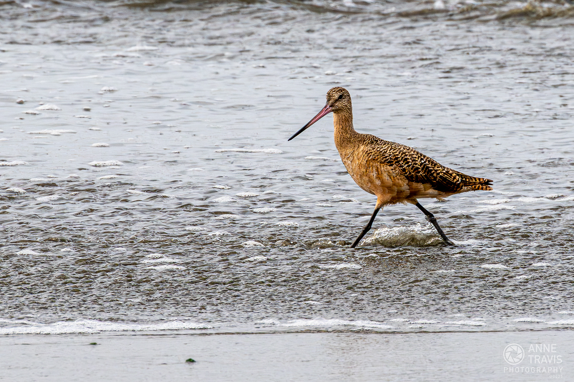 Marbled Godwit at Bodega Bay (Doran Beach)