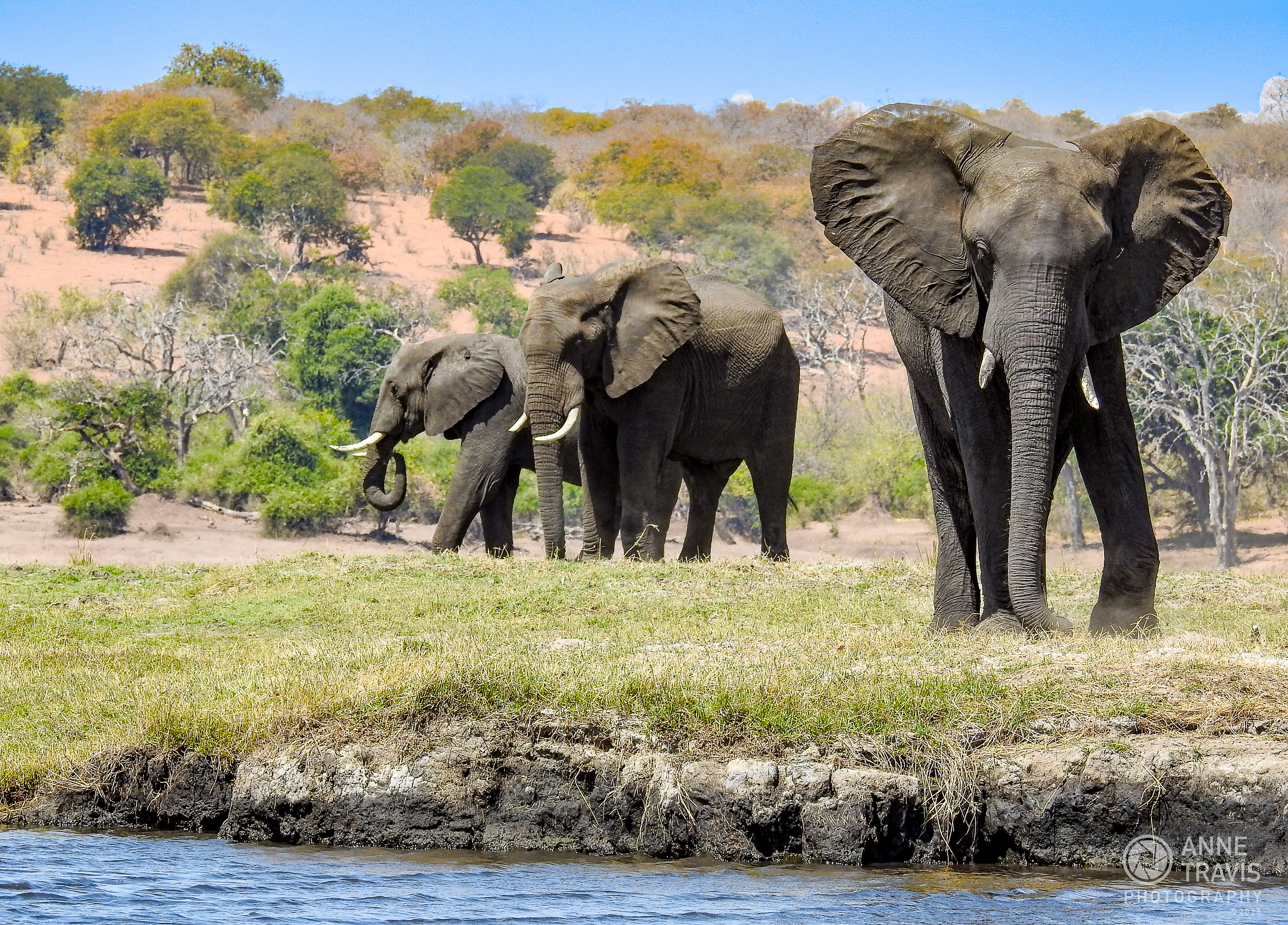 Elephants (Chobe, Botswana)