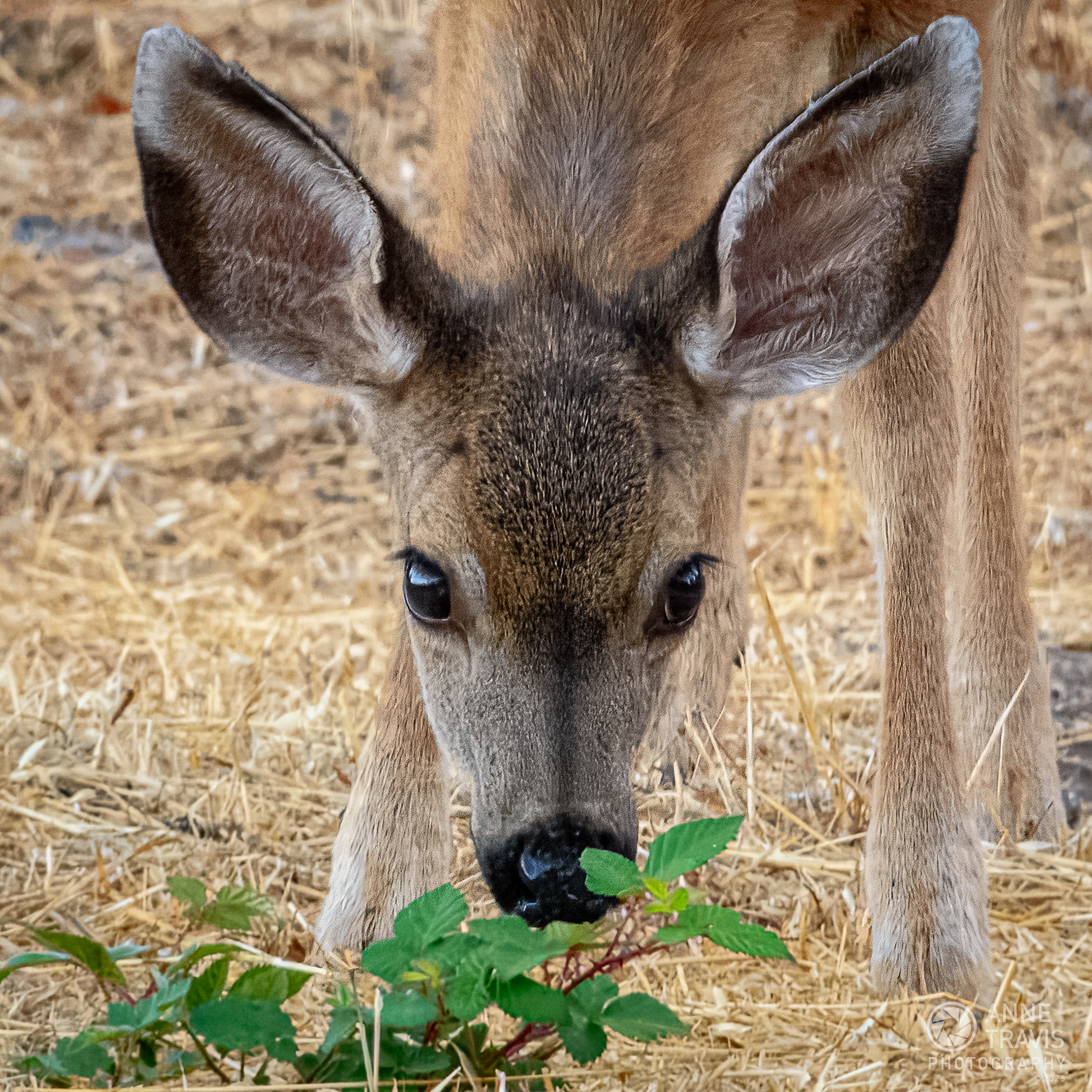 California mule deer (fawn)