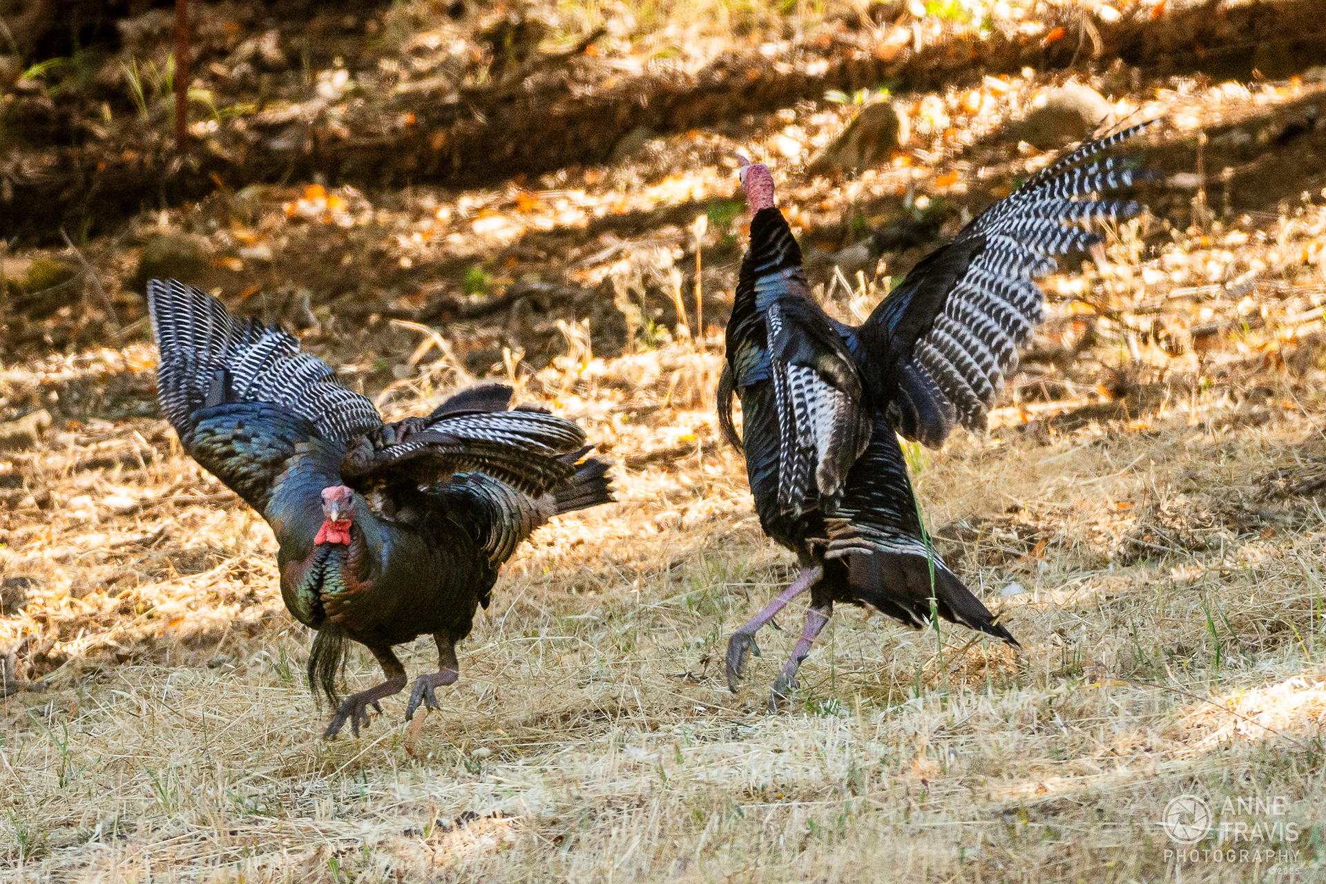 Californian turkeys