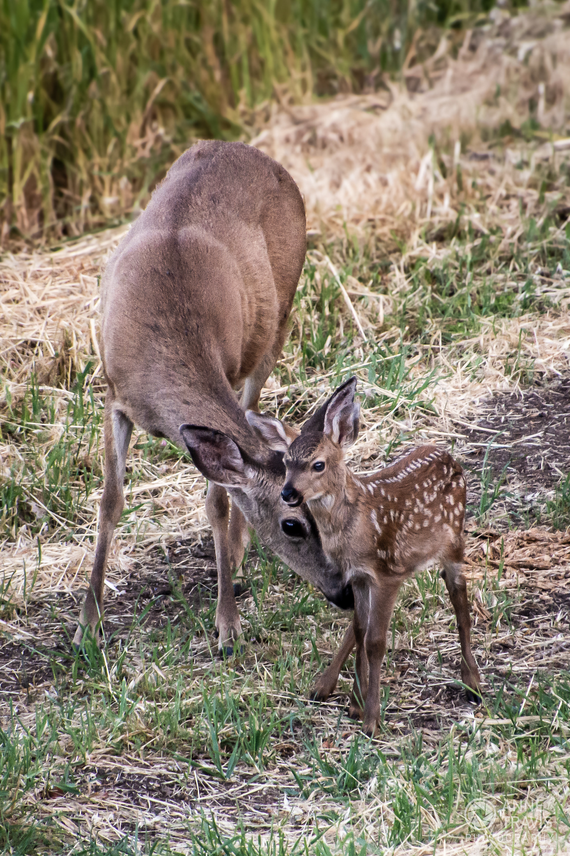 California mule deer (doe and fawn)