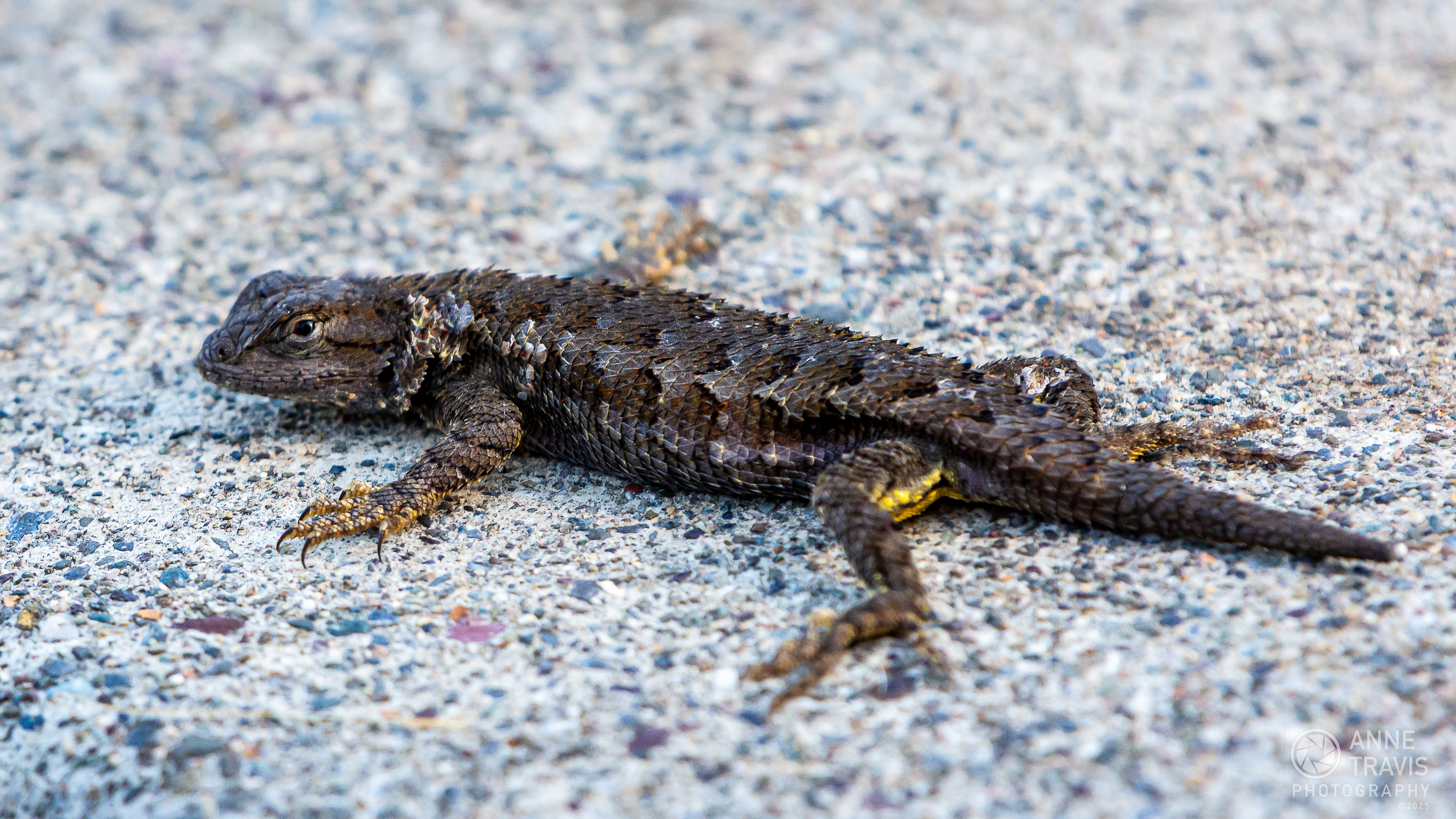 Lizard