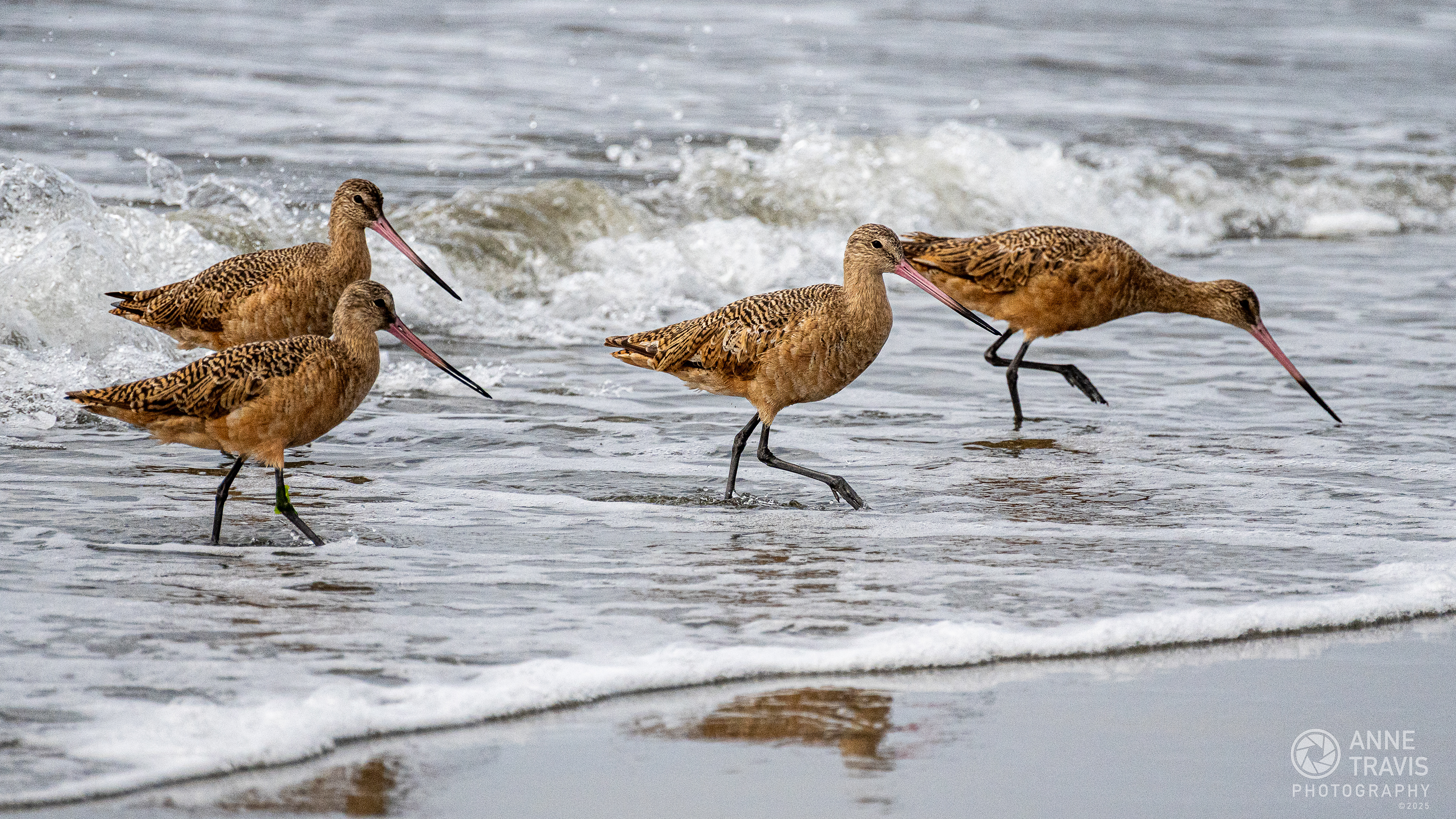 Marbled Godwits at Bodega Bay (Doran Beach)