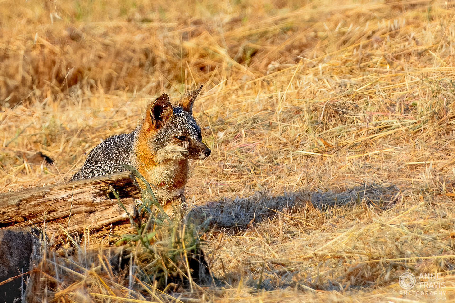 California grey fox