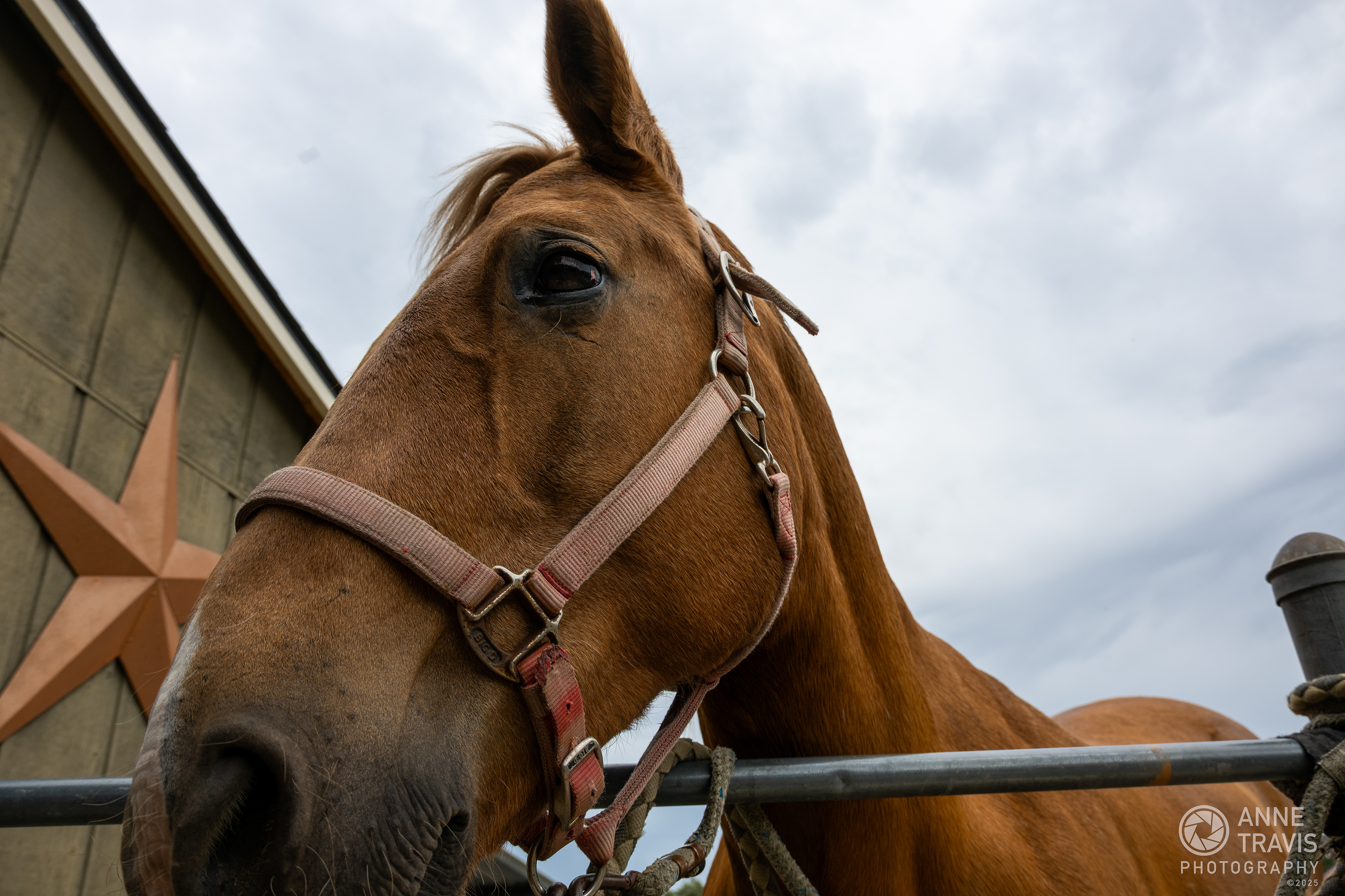 Mustang ("Sonny")