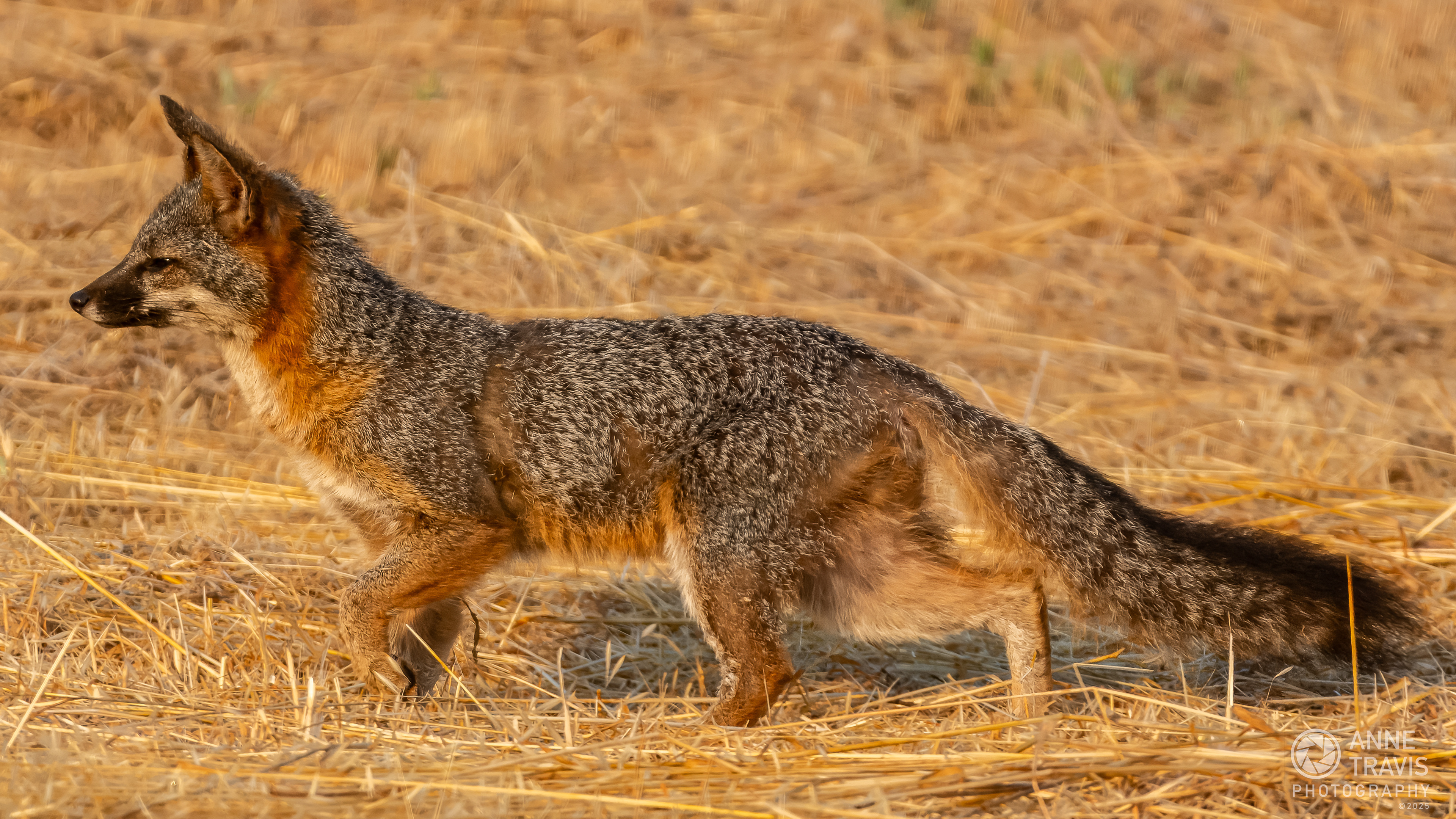 California grey fox