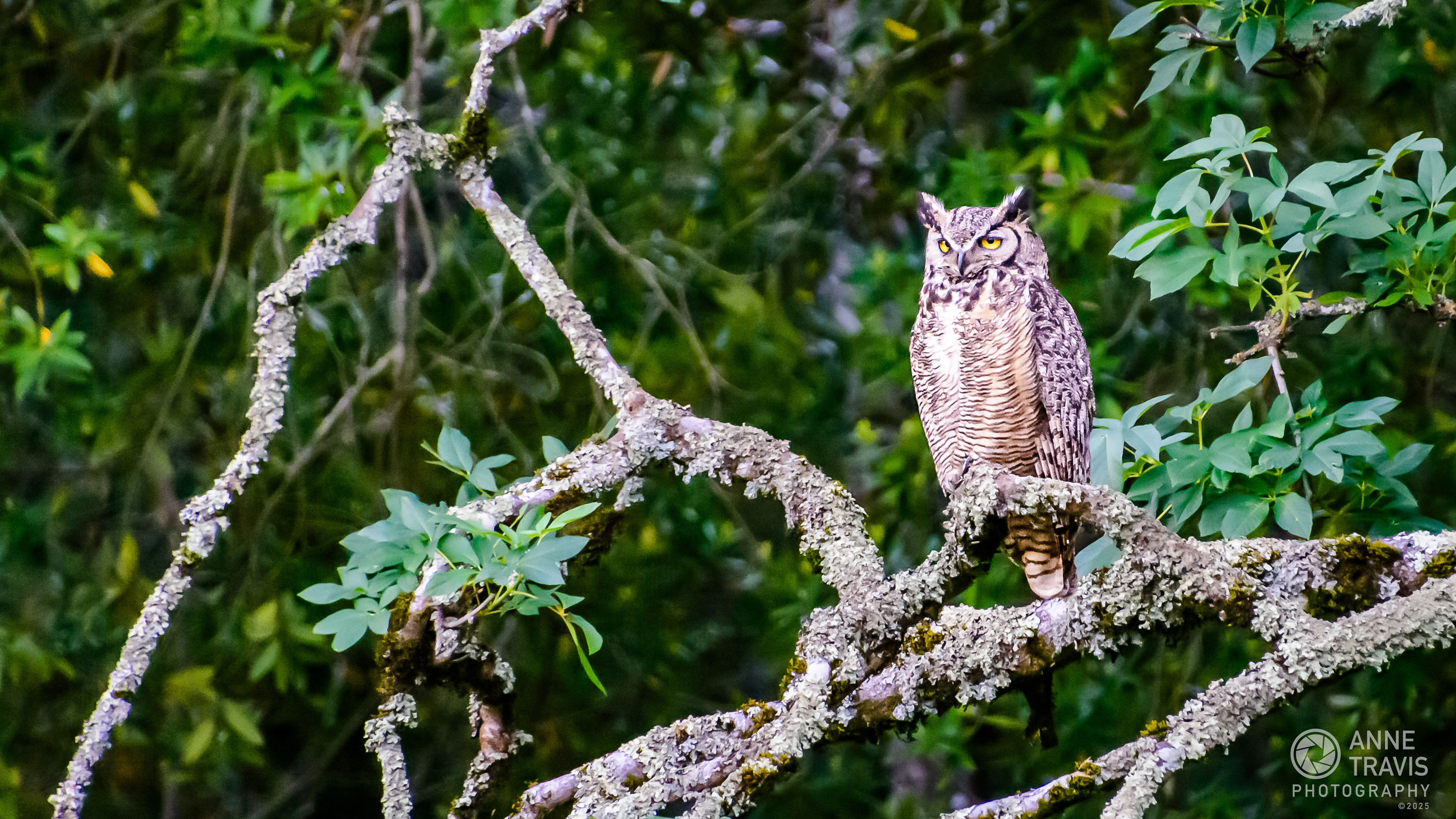 Great horned owl