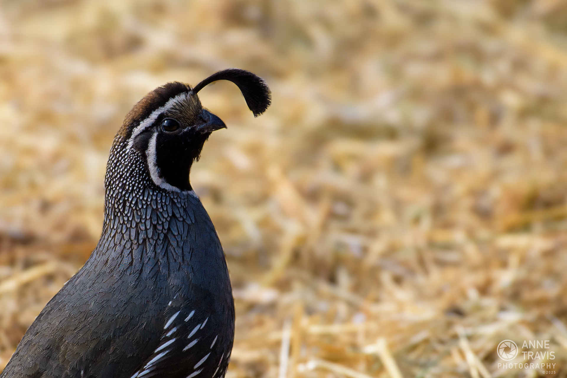 California quail