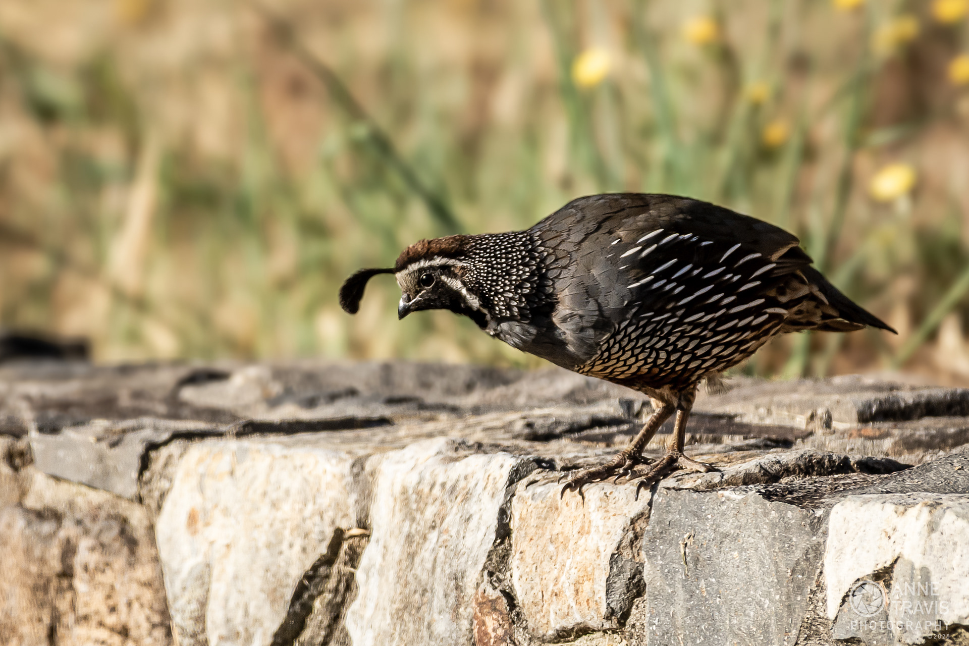 California quail