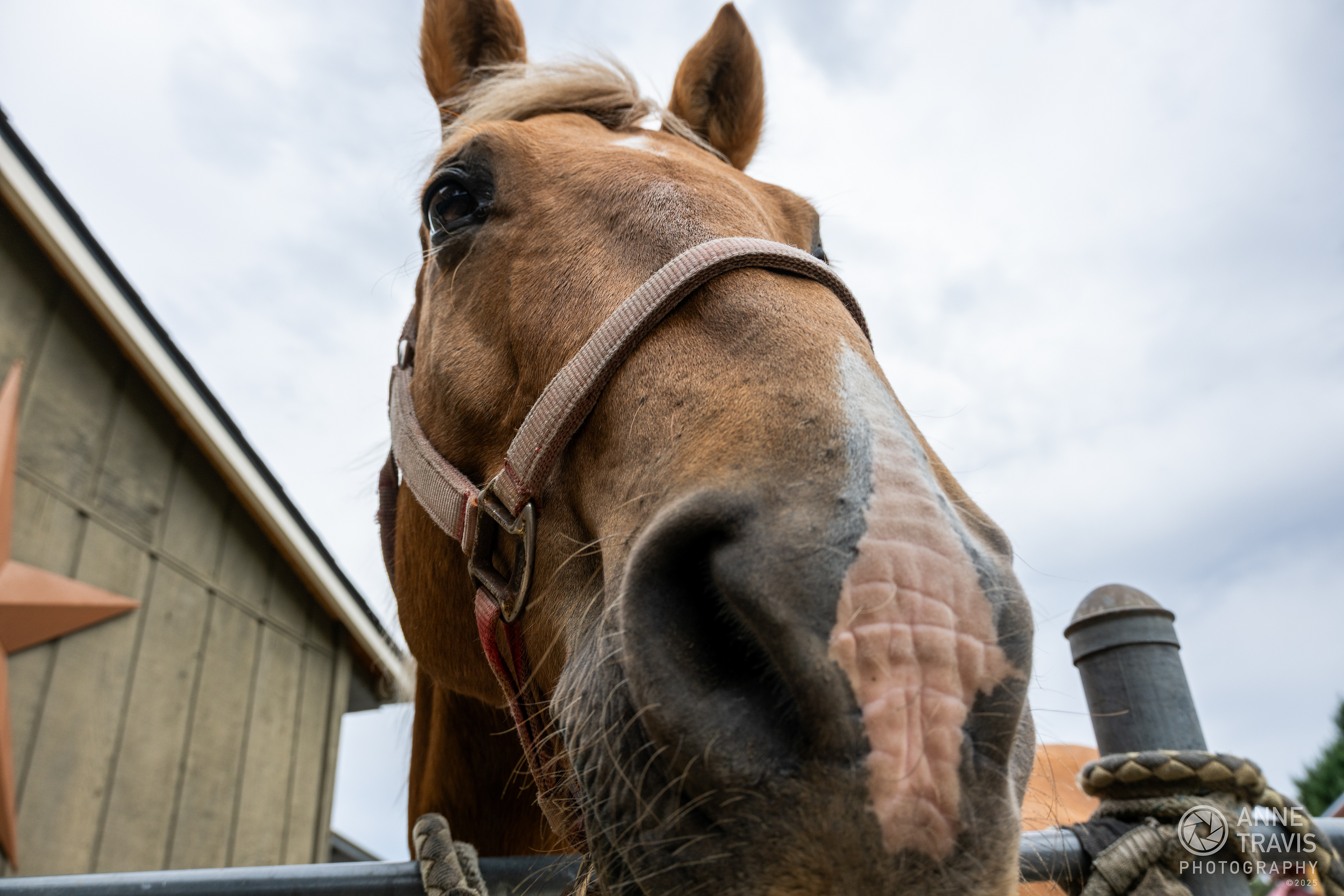 Mustang ("Sonny")