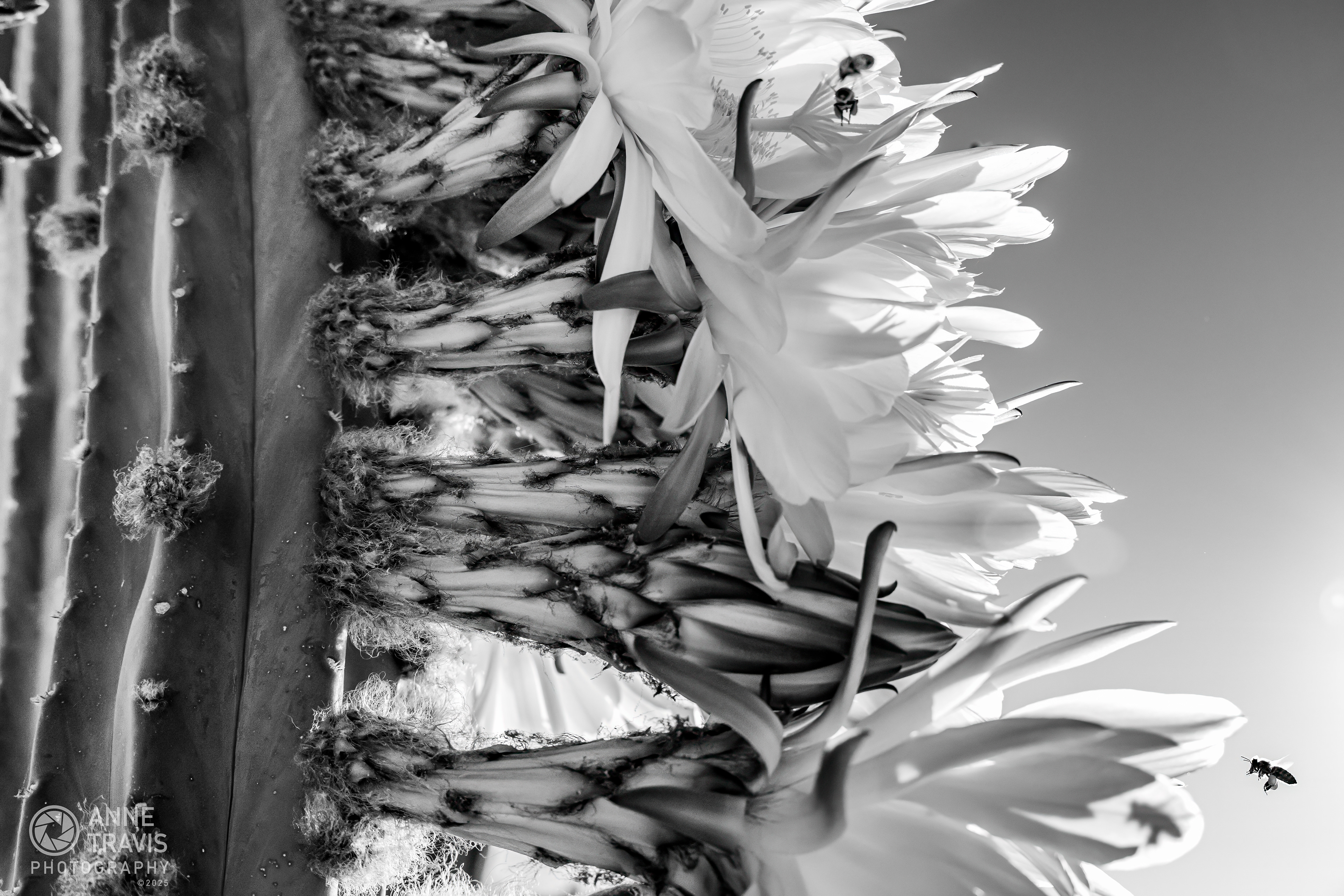 Bees visiting a San Pedro cactus in the morning