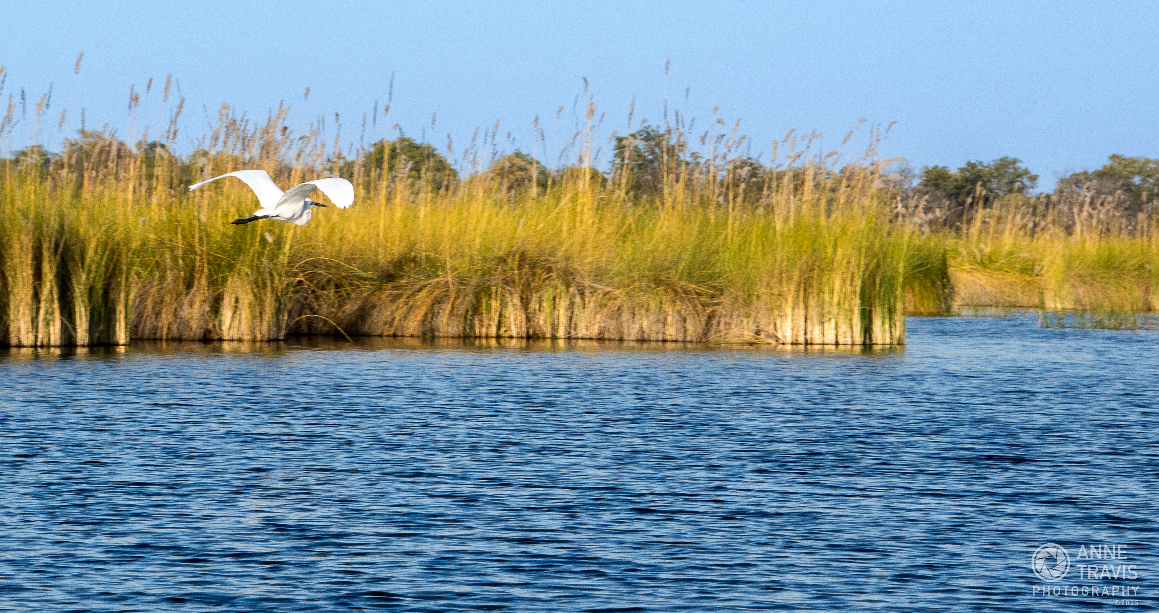 Great white egret (Moremi, Okavango Delta, Botswana)