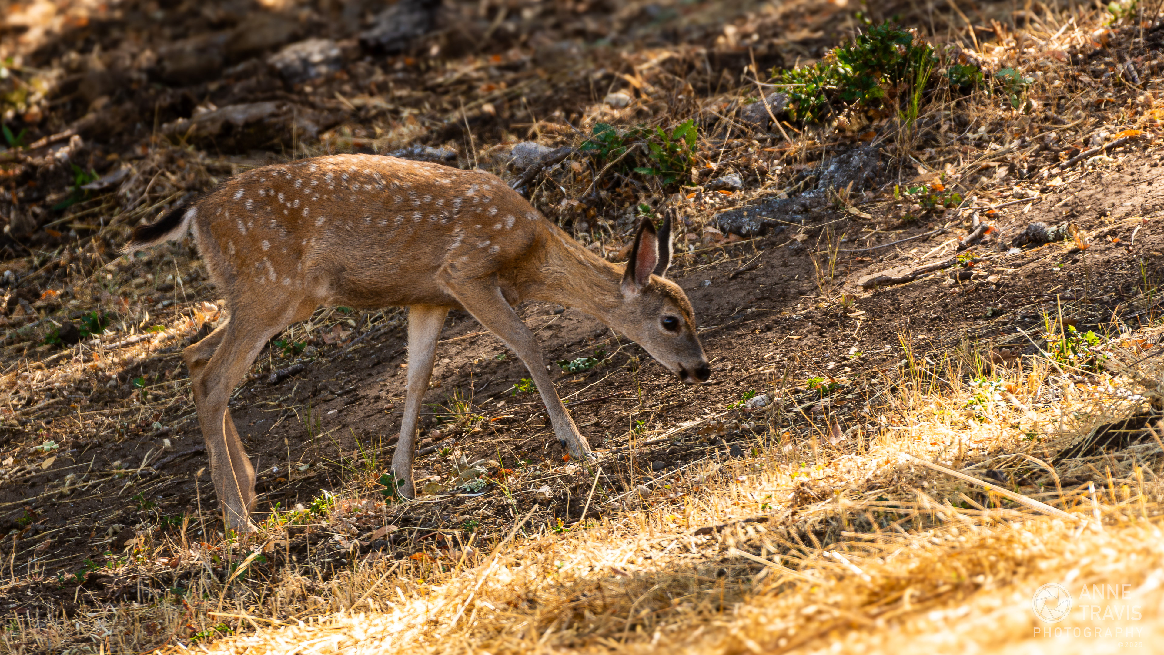 California mule deer (fawn)
