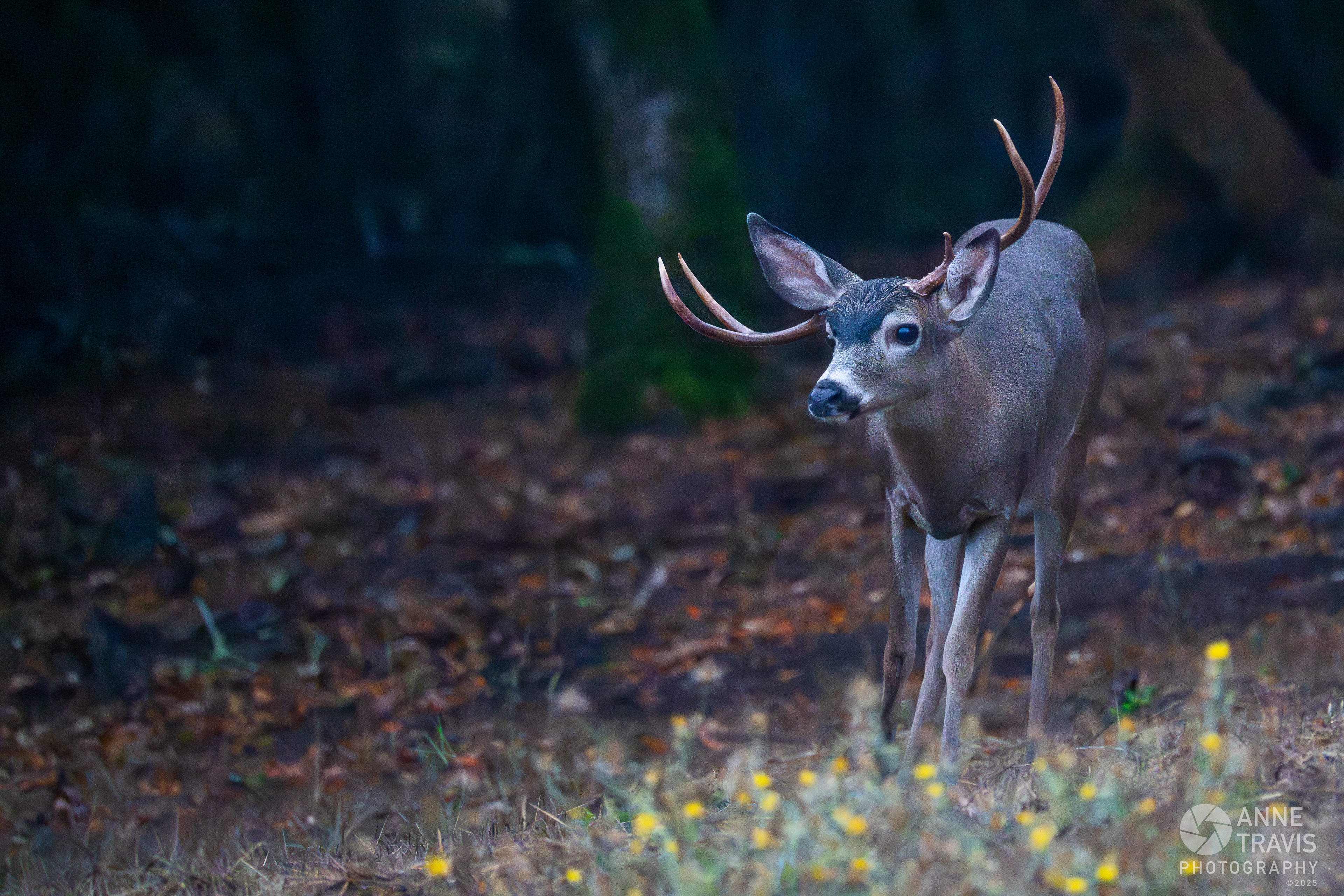 California mule deer. Note how the antler on the left side of the photo appears low. The antler originates from the head between the deer's right ear and right eye.
