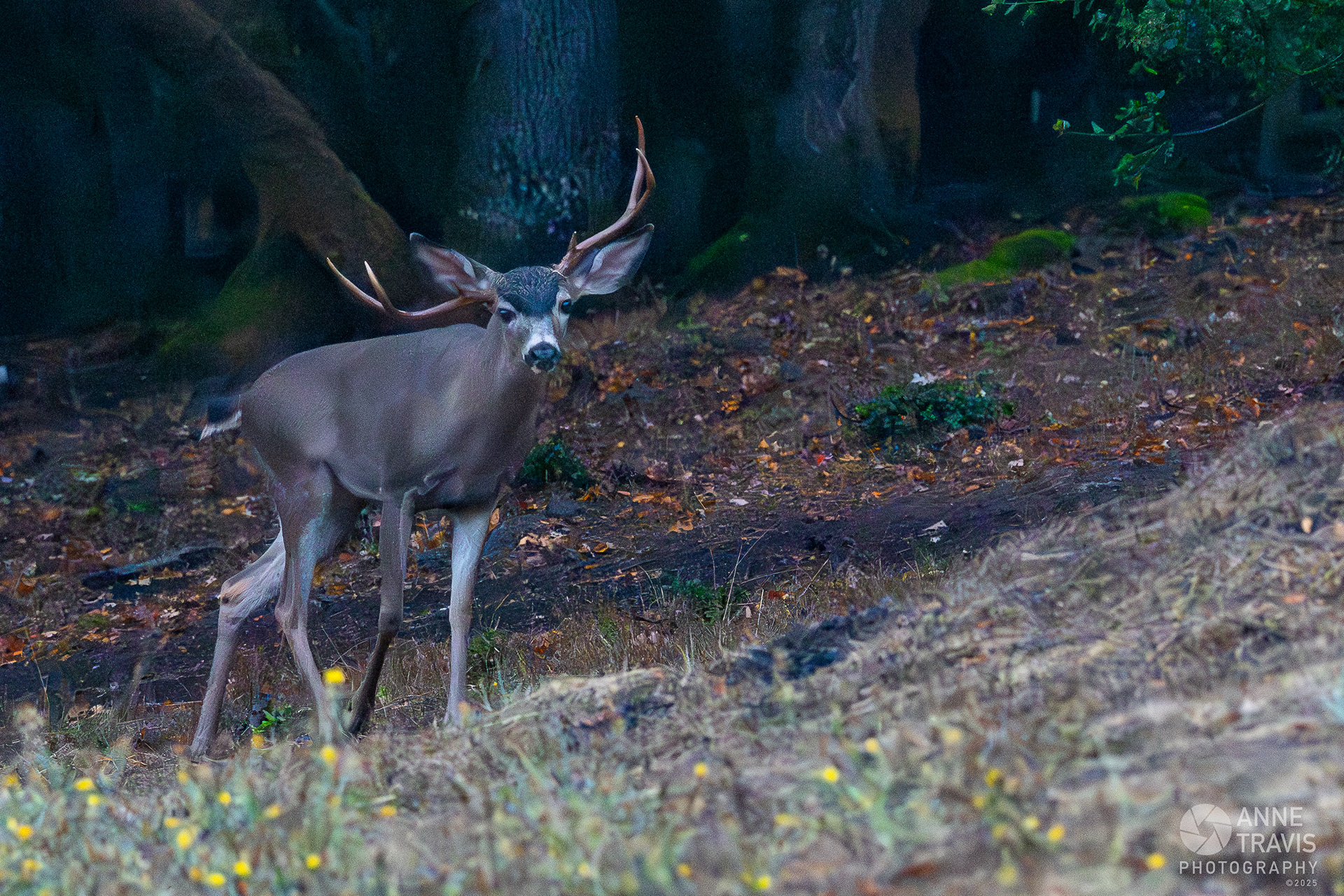 California mule deer from a different angle, better showing origin of its right antler.