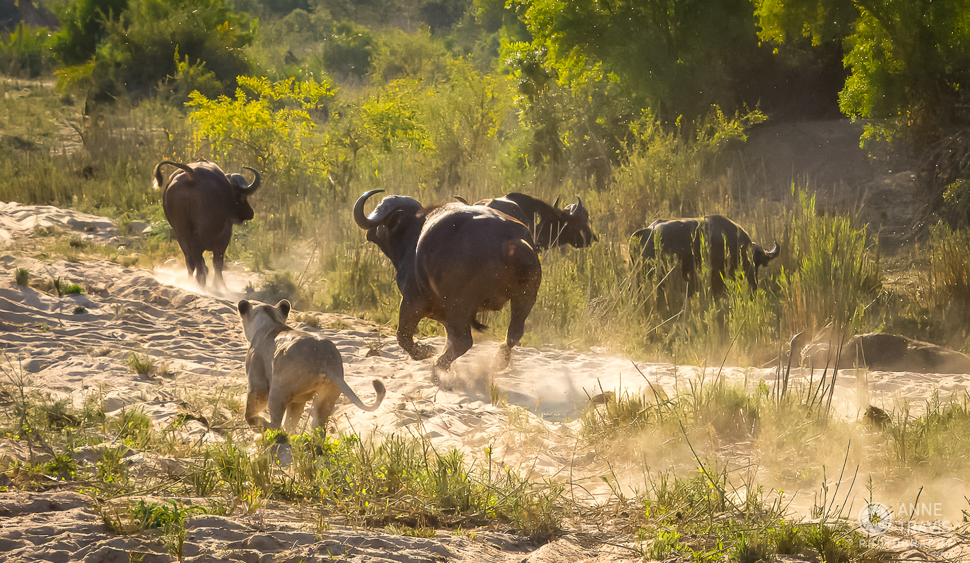 Lion chasing Cape buffalo (MalaMala, South Africa)