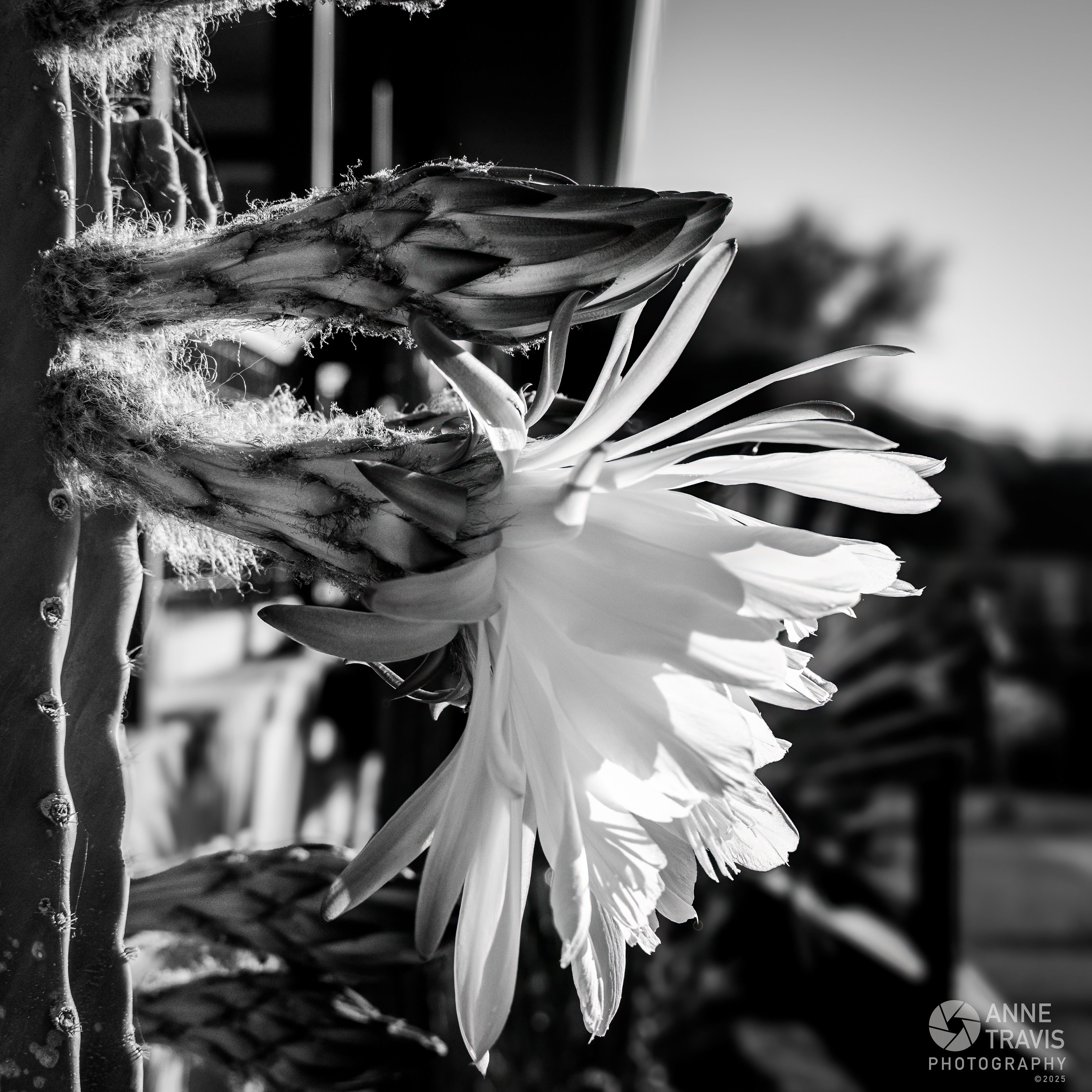 San Pedro cactus