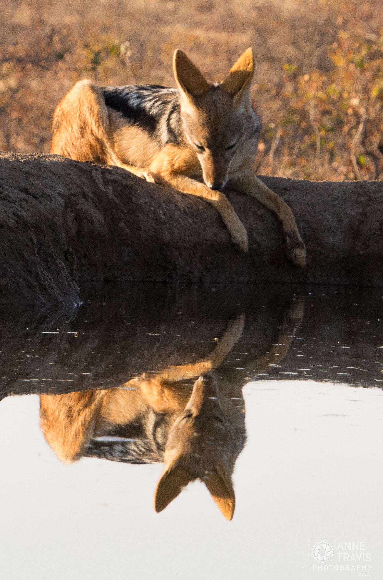 Black-backed jackal (Mashatu, Botswana)