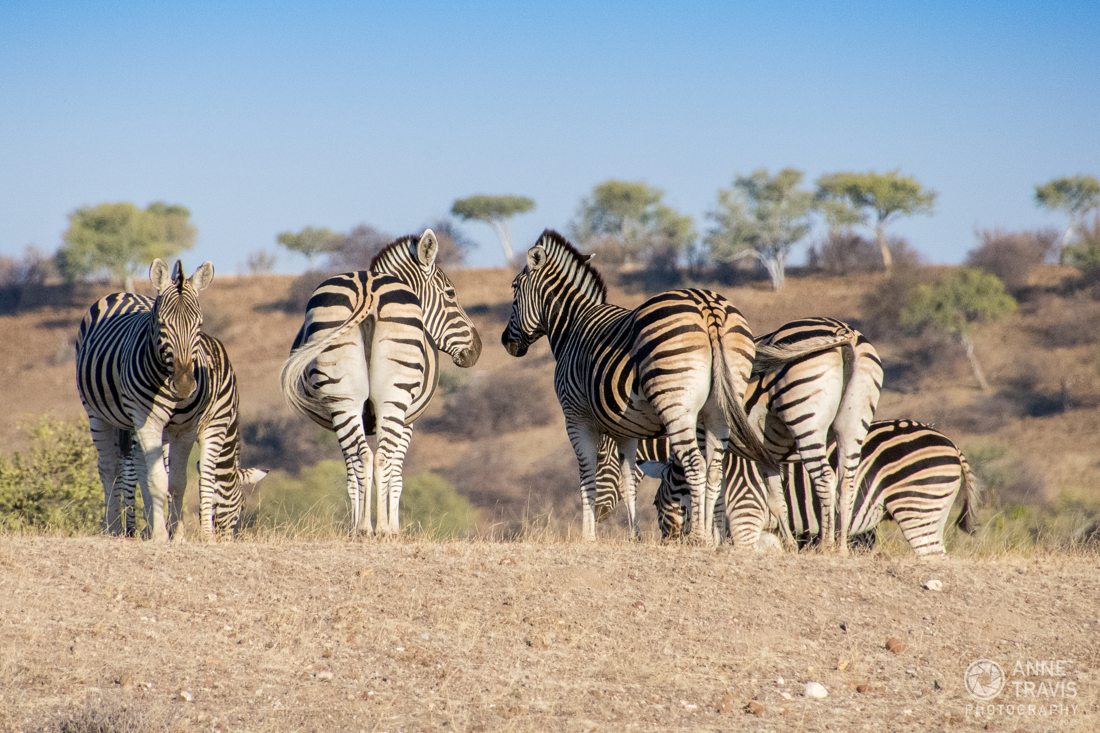 Zebra (Mashatu, Botswana)
