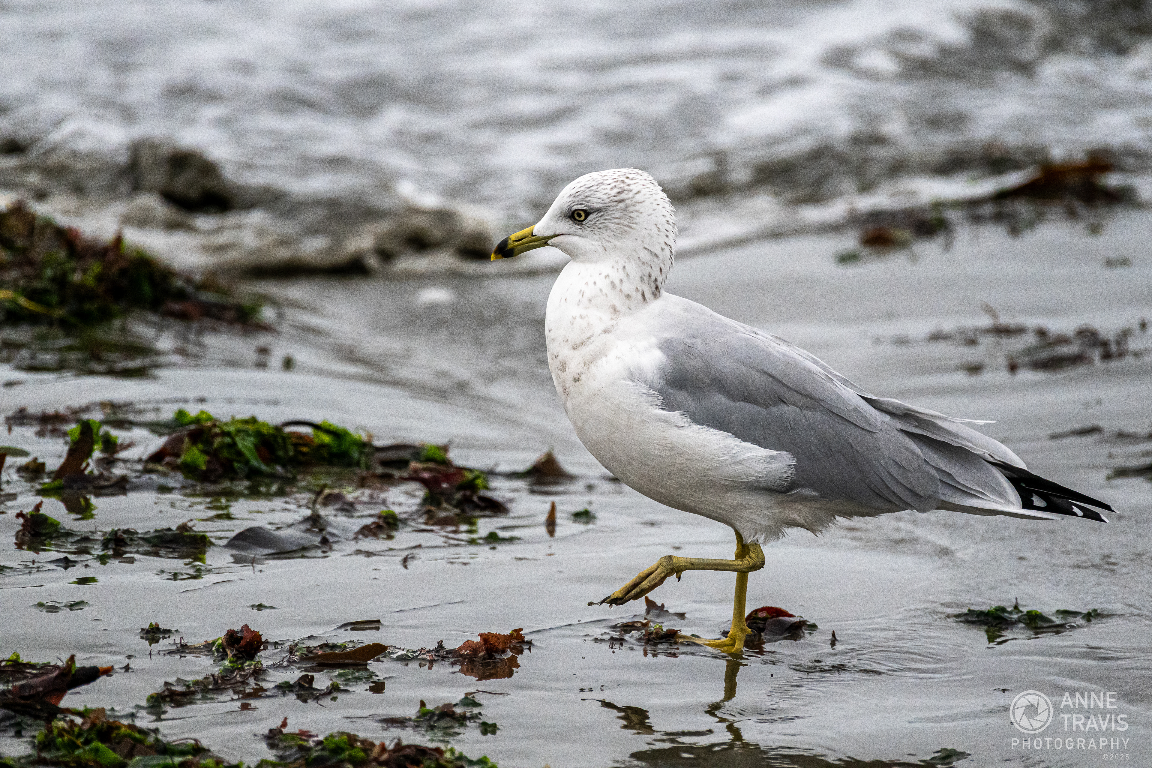 Seagull at Bodega Bay (Doran Beach)