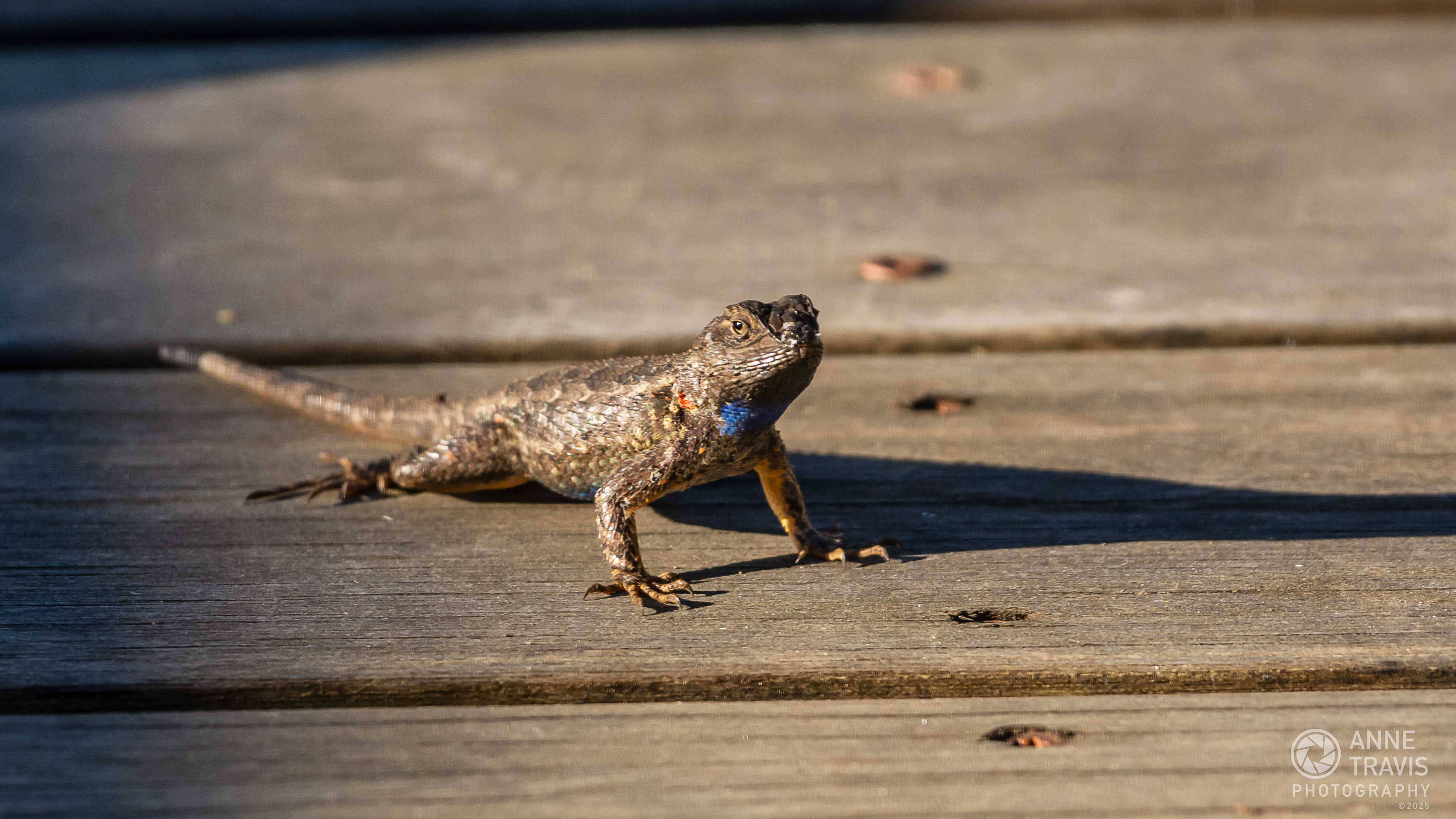 Lizard