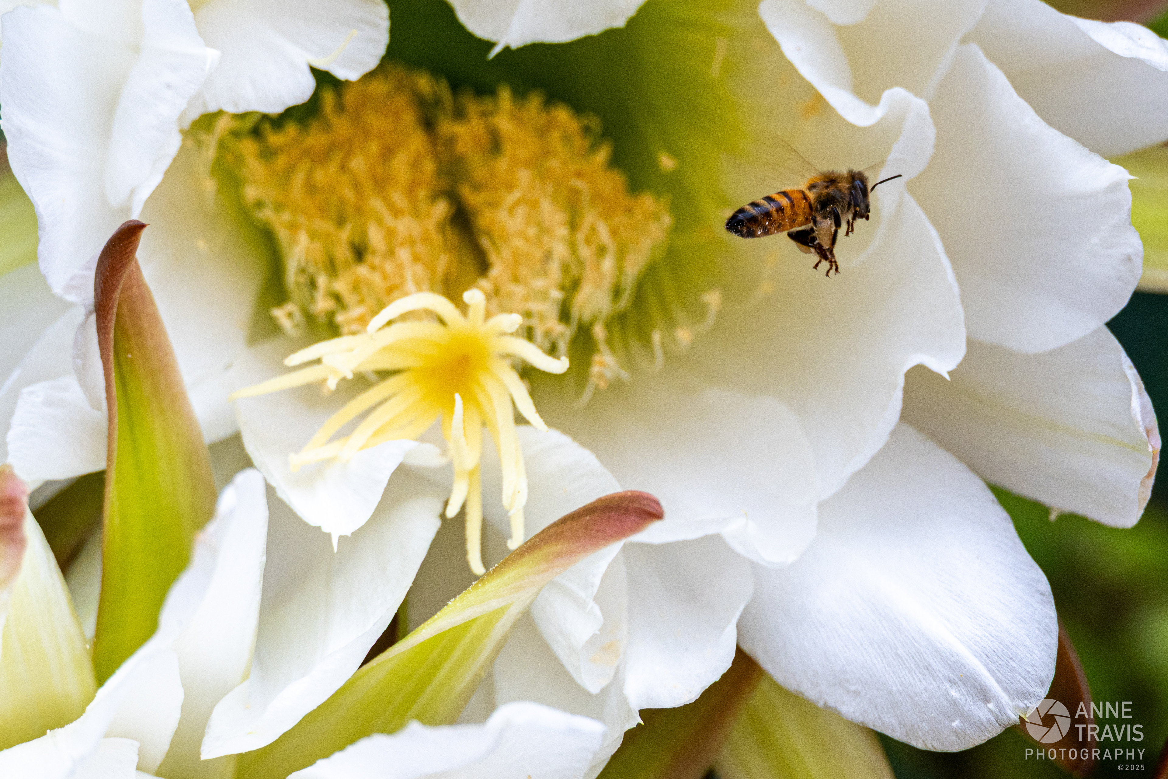 Bee departing a San Pedro cactus