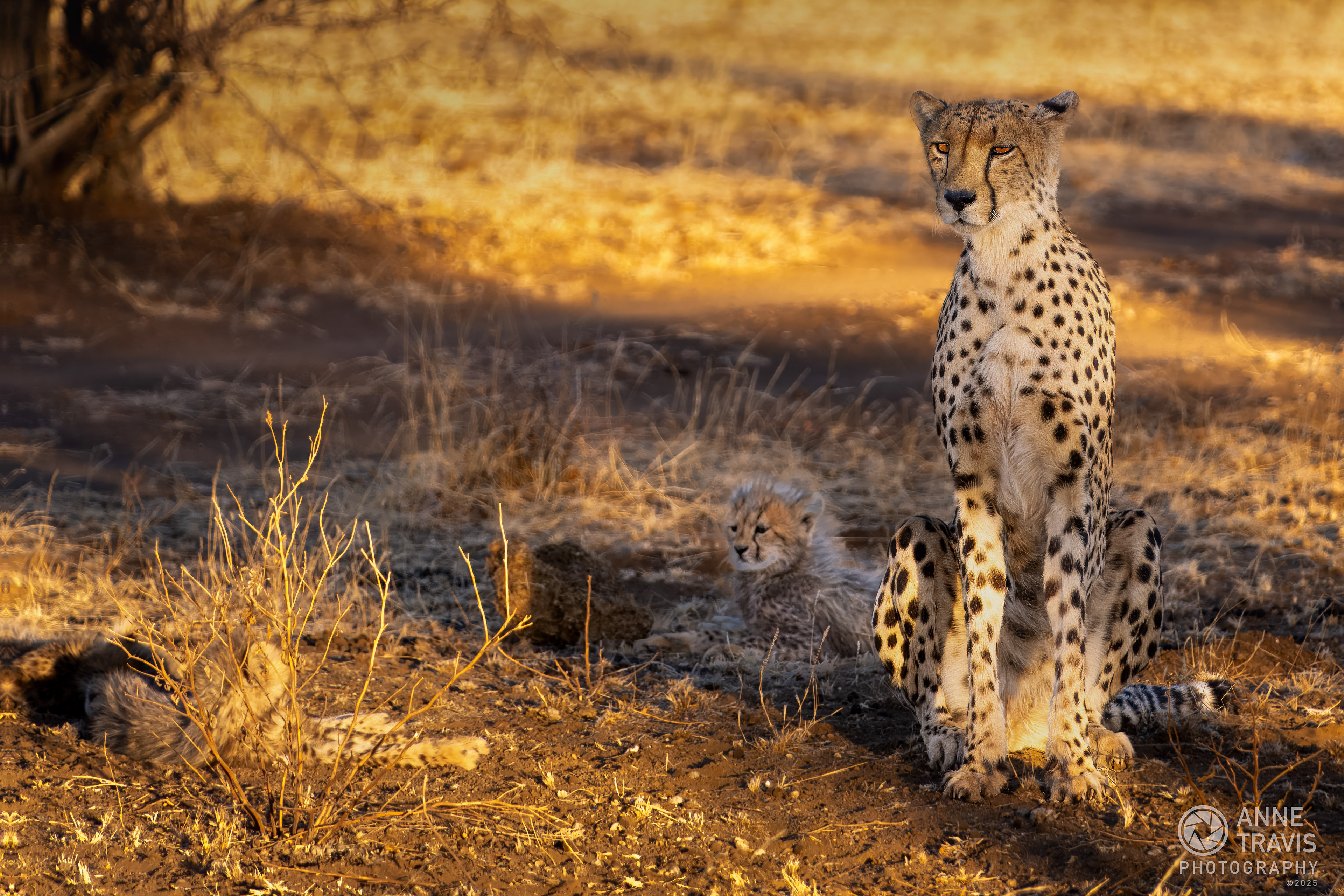 Cheetah and cubs (Mashatu, Botswana)