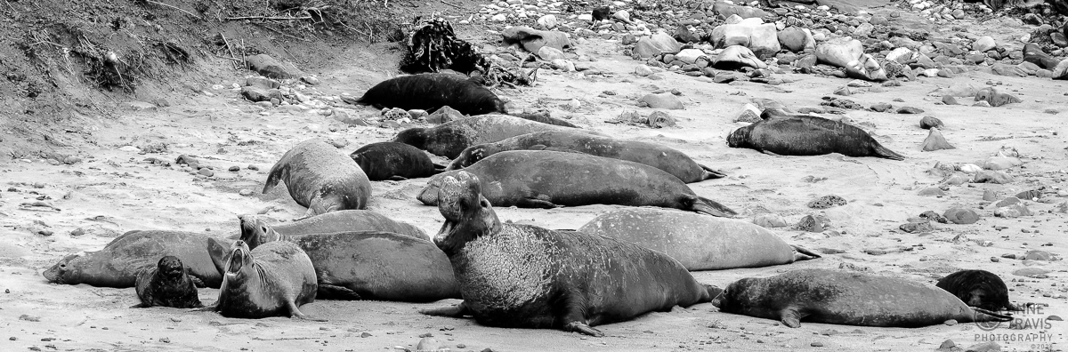 Elephant seals