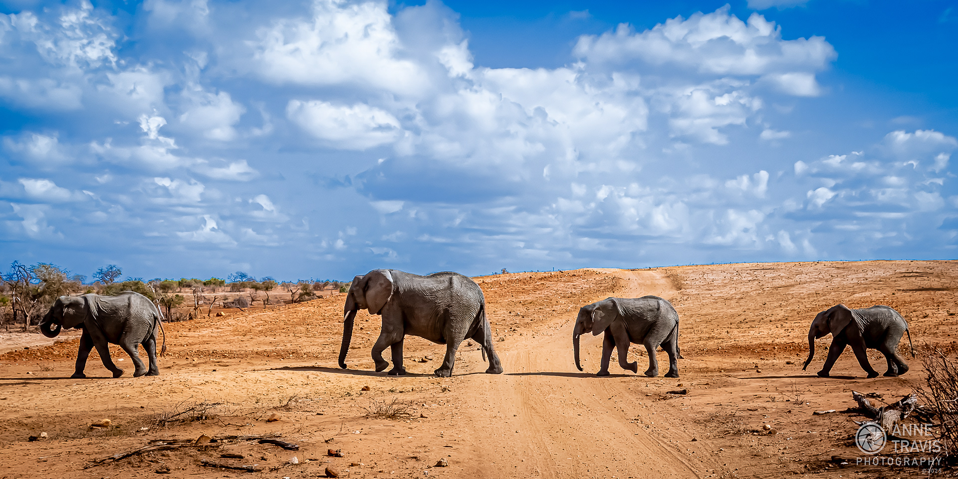 Elephants (MalaMala, South Africa)