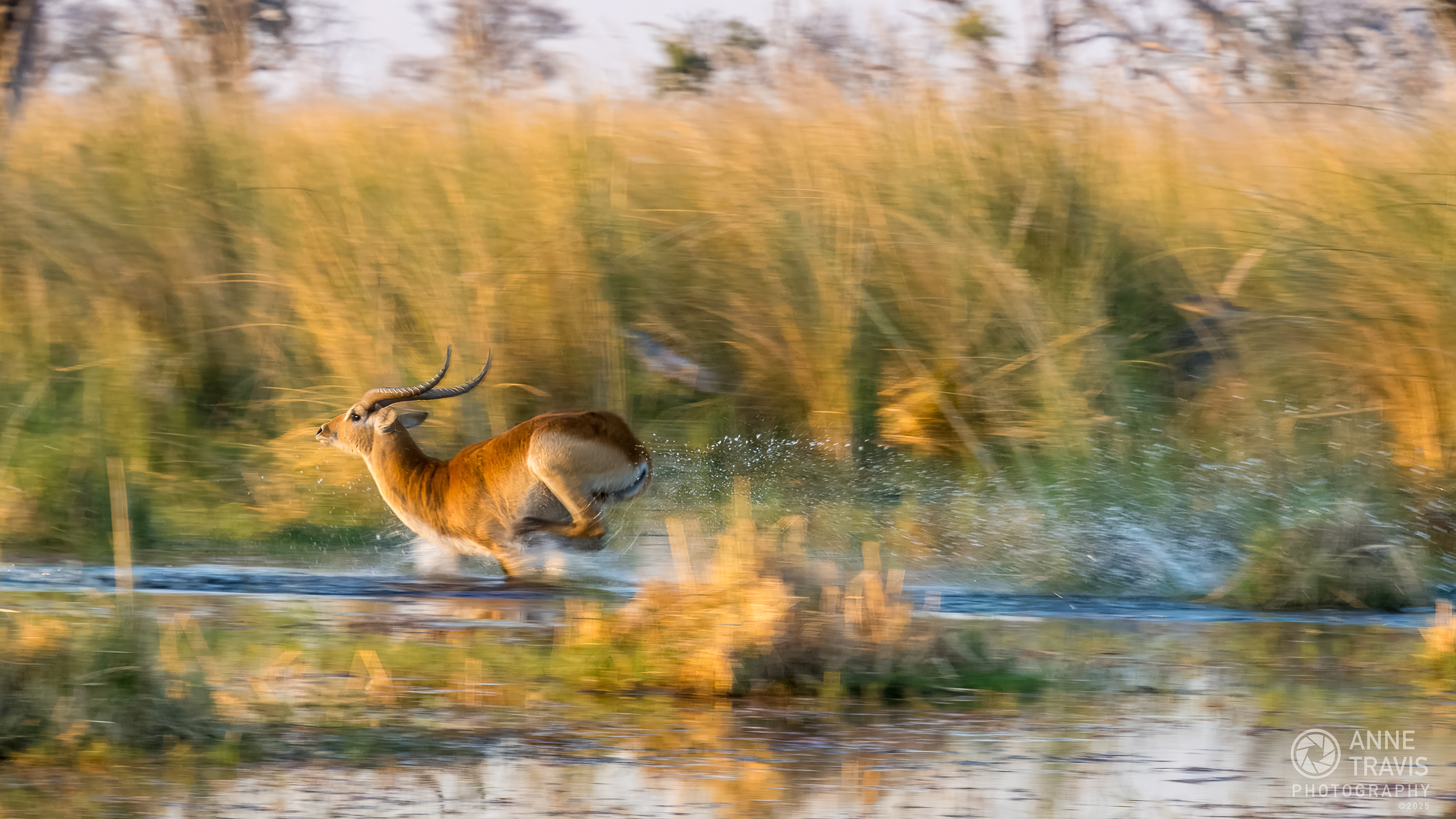 Lechwe (Moremi, Okavango Delta, Botswana)