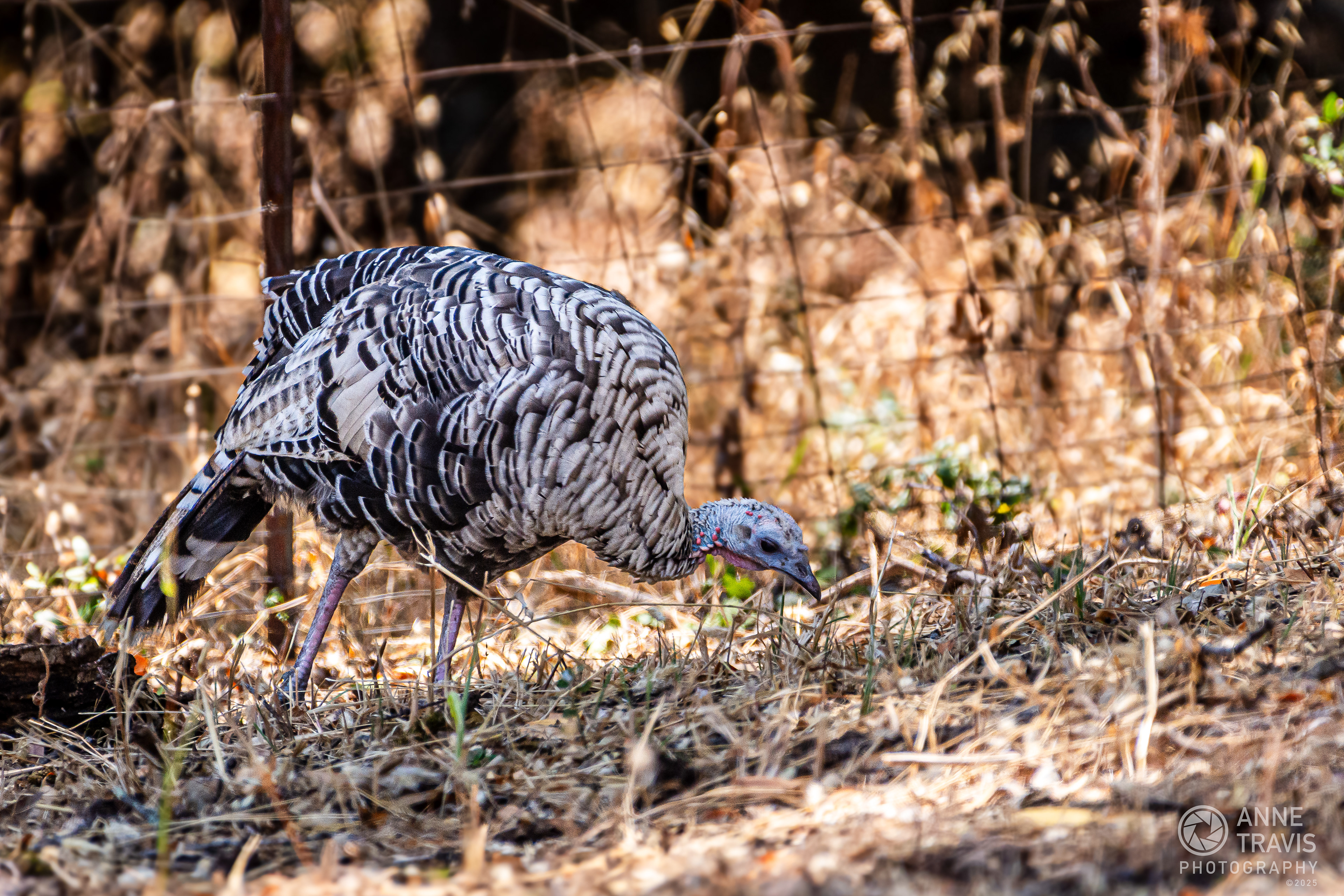 Californian turkey